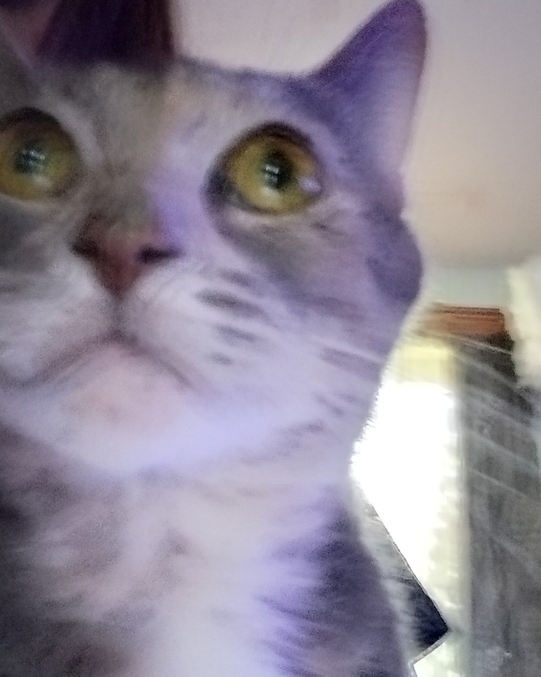 Kitty the gray cat. Cat, Abyssinian