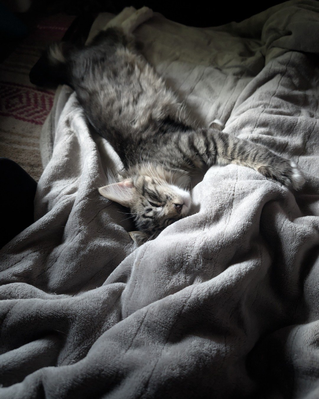 Alucard the Maine mix. Blanket, Cat