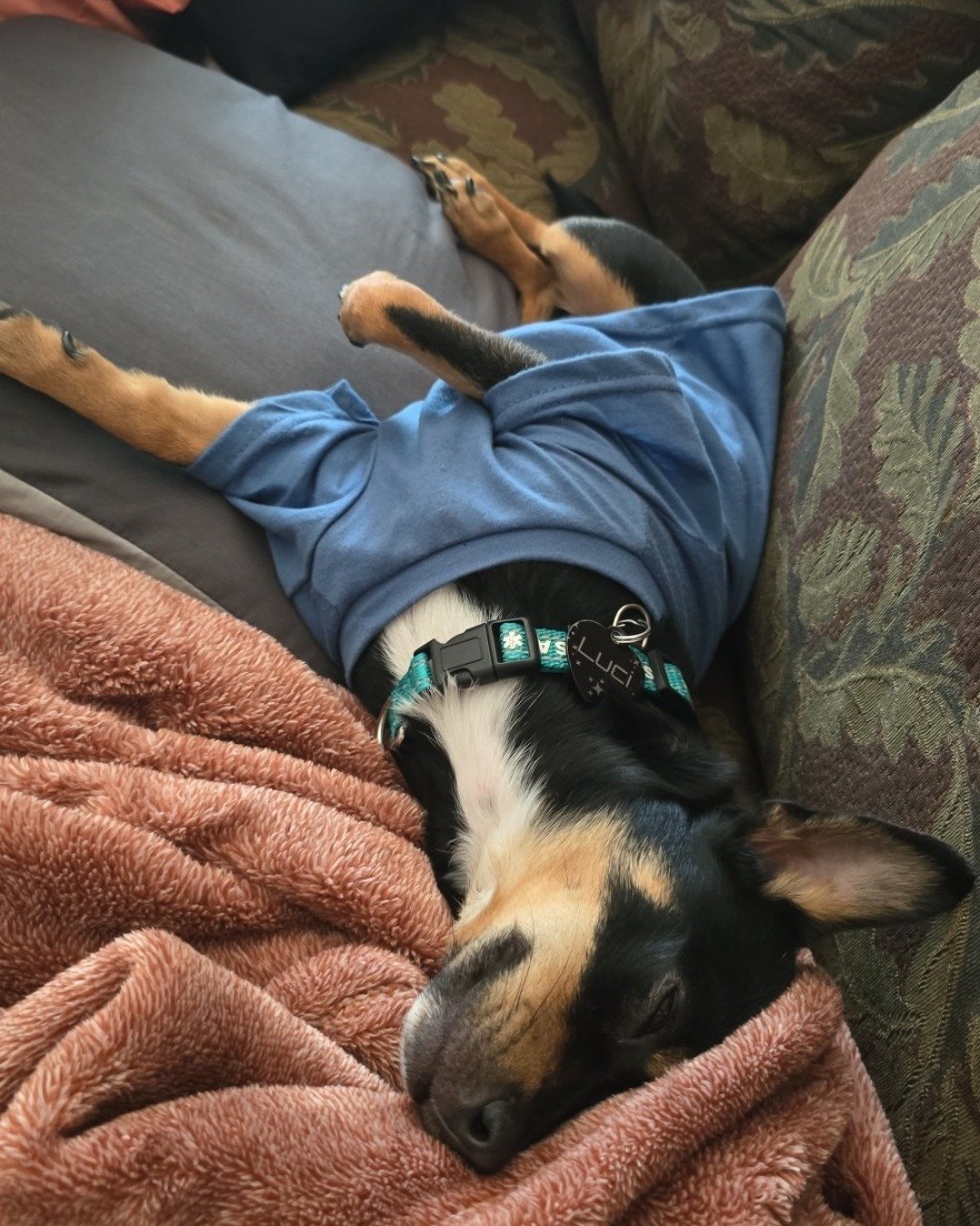 Luci the terrier mix. Blanket, Person, Sleeping, Dog, Puppy, Couch