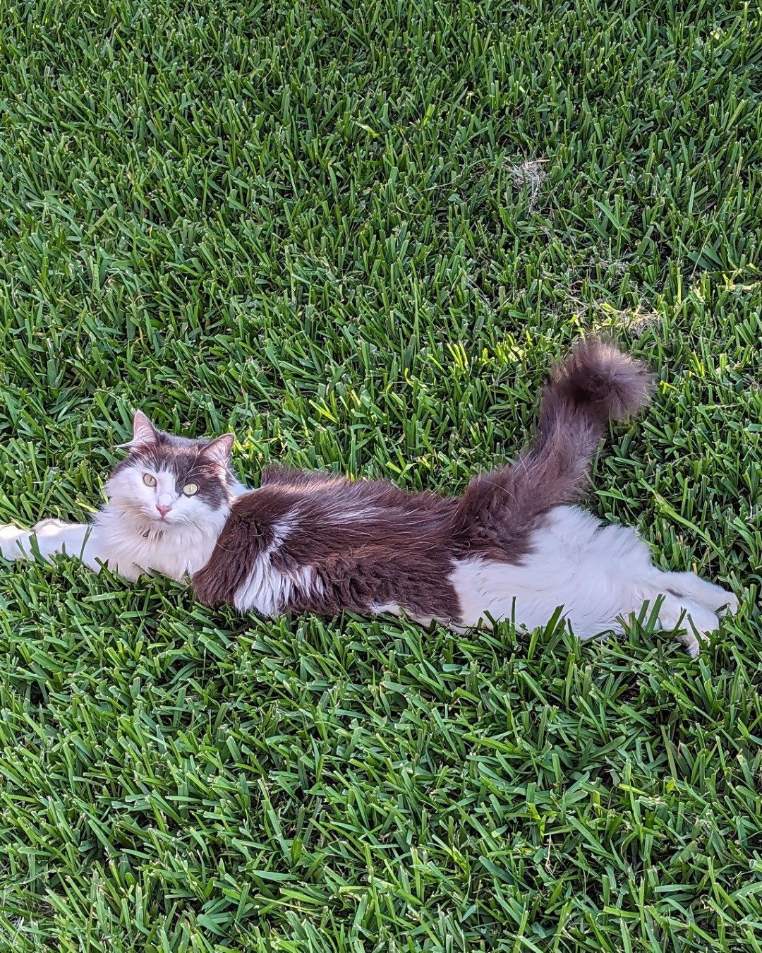 Göbekli the domestic long hair. Grass, Plant, Lawn, Green, Cat, Kitten