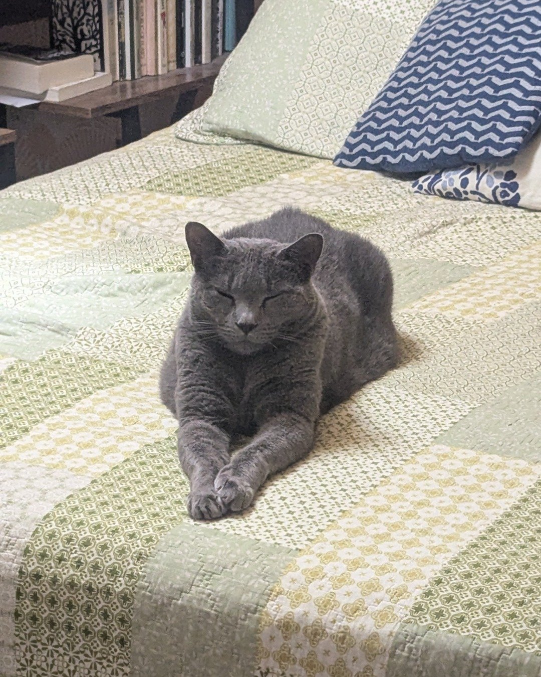 Theseus. Cushion, Home Decor, Bed, Furniture, Cat, Quilt