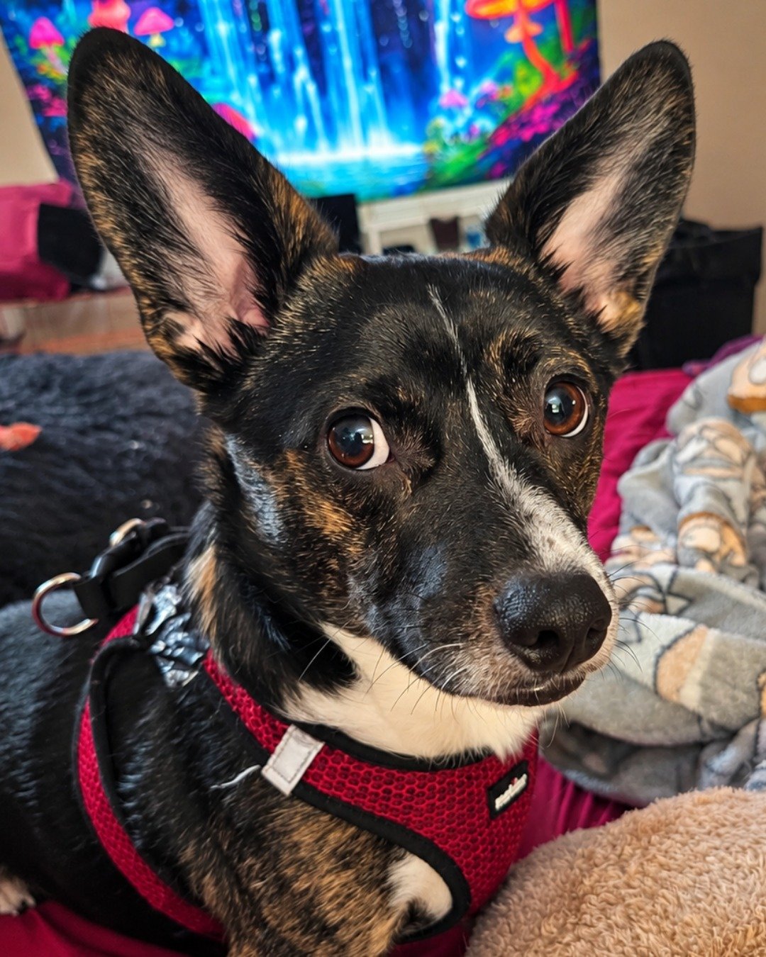 Zipper the chiweenie. Dog, Puppy, Accessories