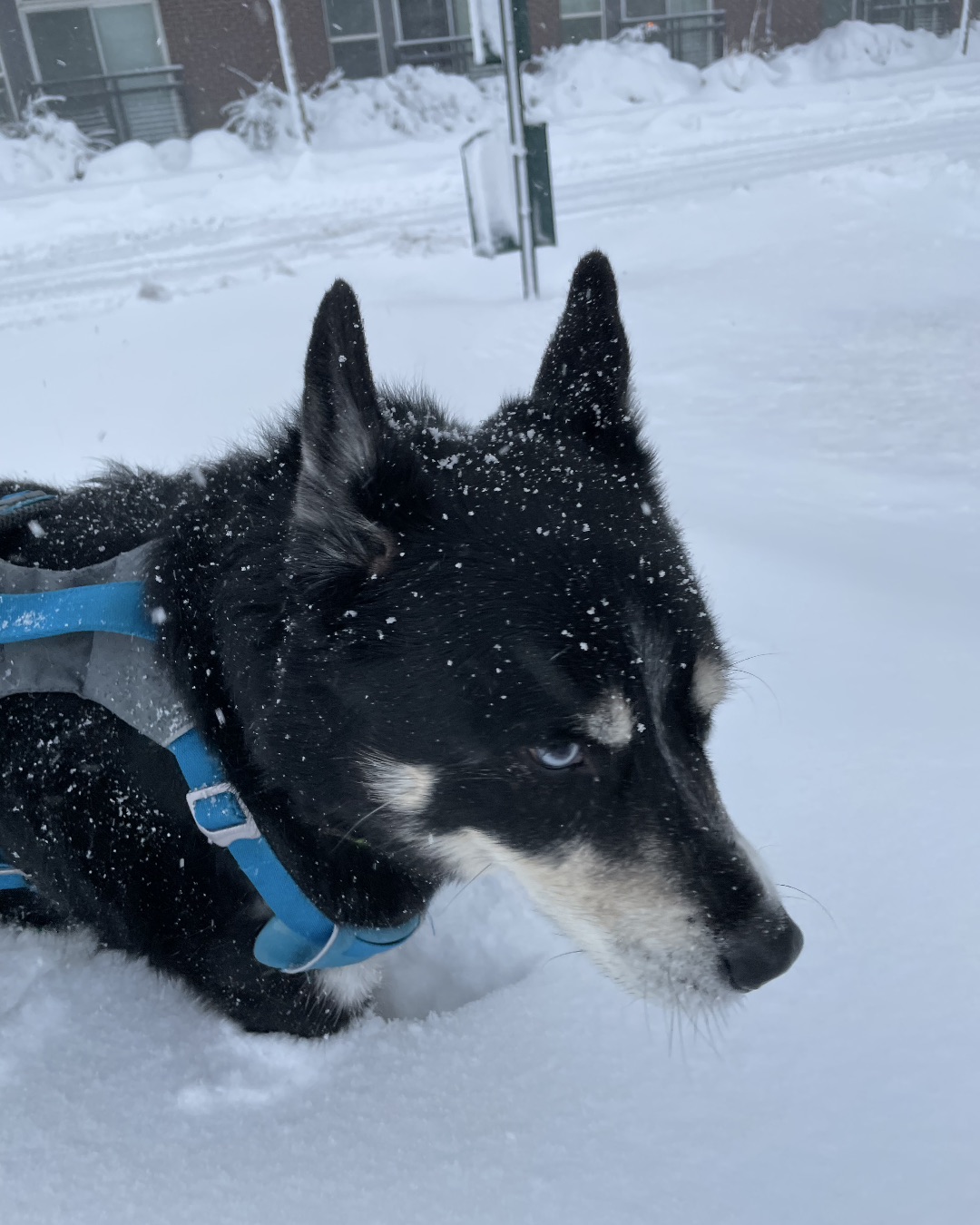 Loki the Husky Mix