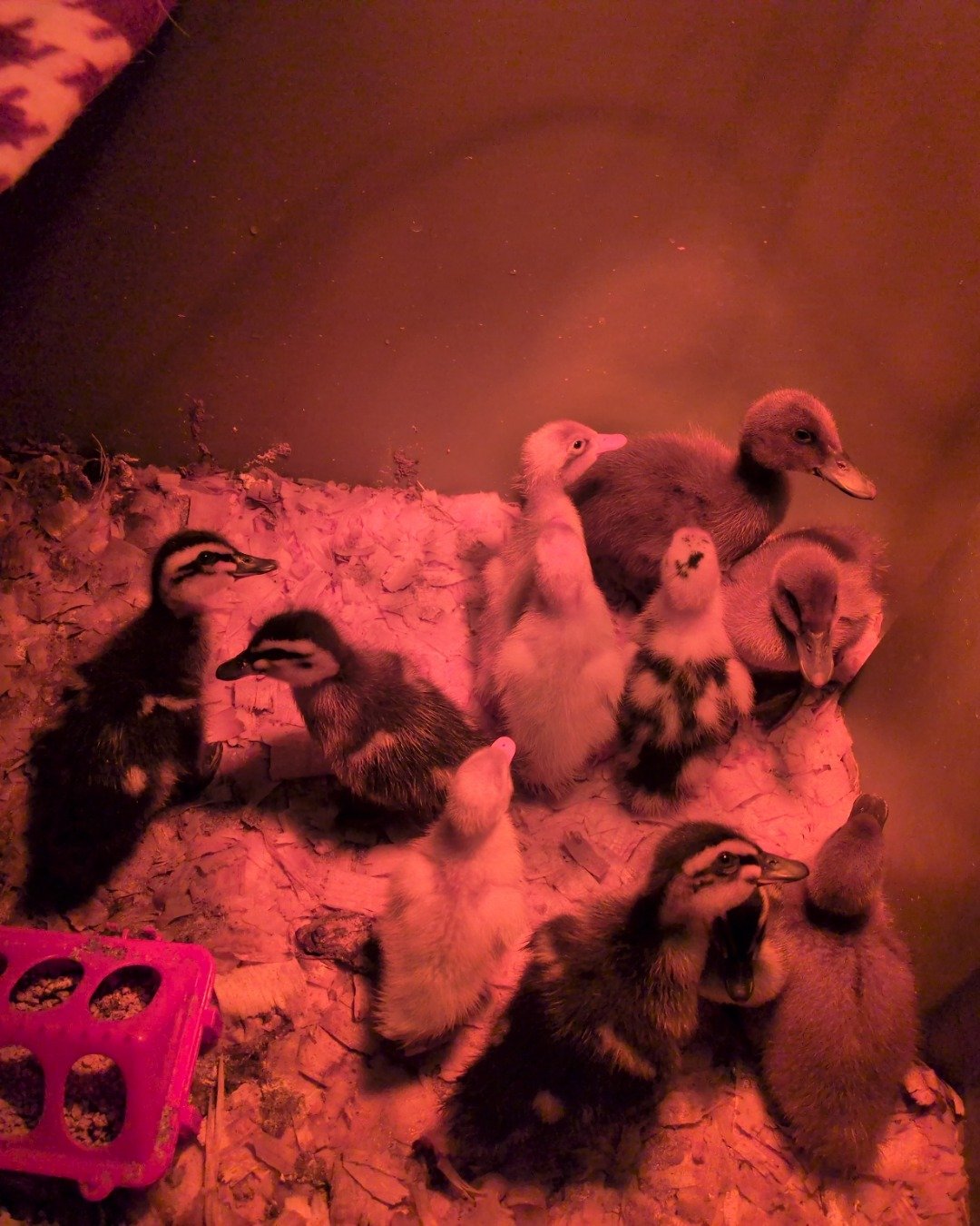 pongo the ducks and geese. Beak, Bird, Penguin