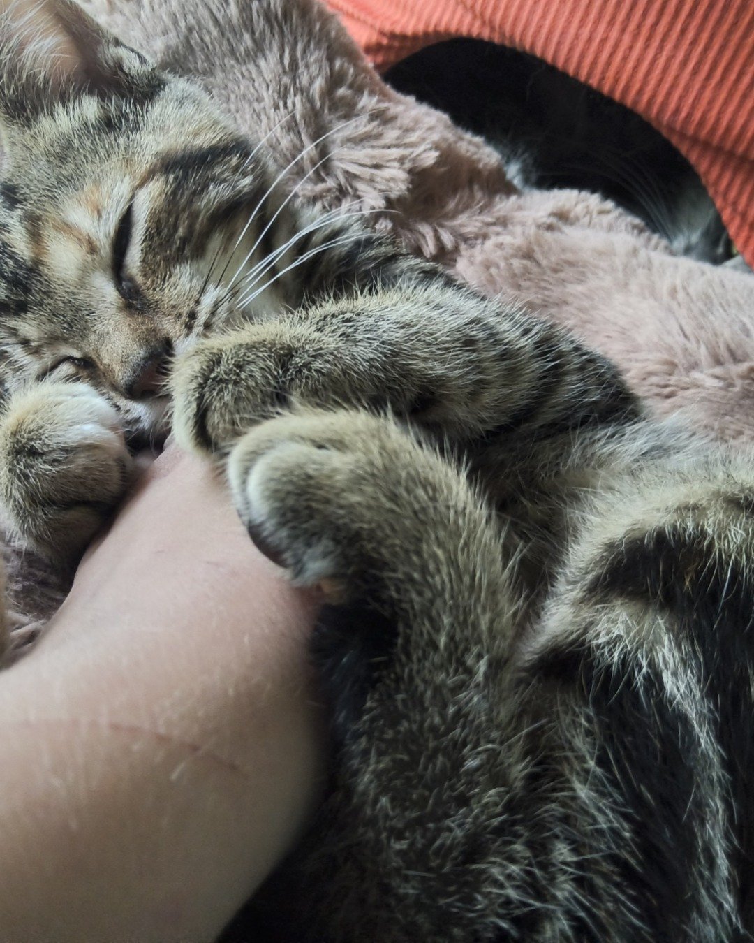 bk the Bengal tabby. Cat, Kitten, Person, Sleeping