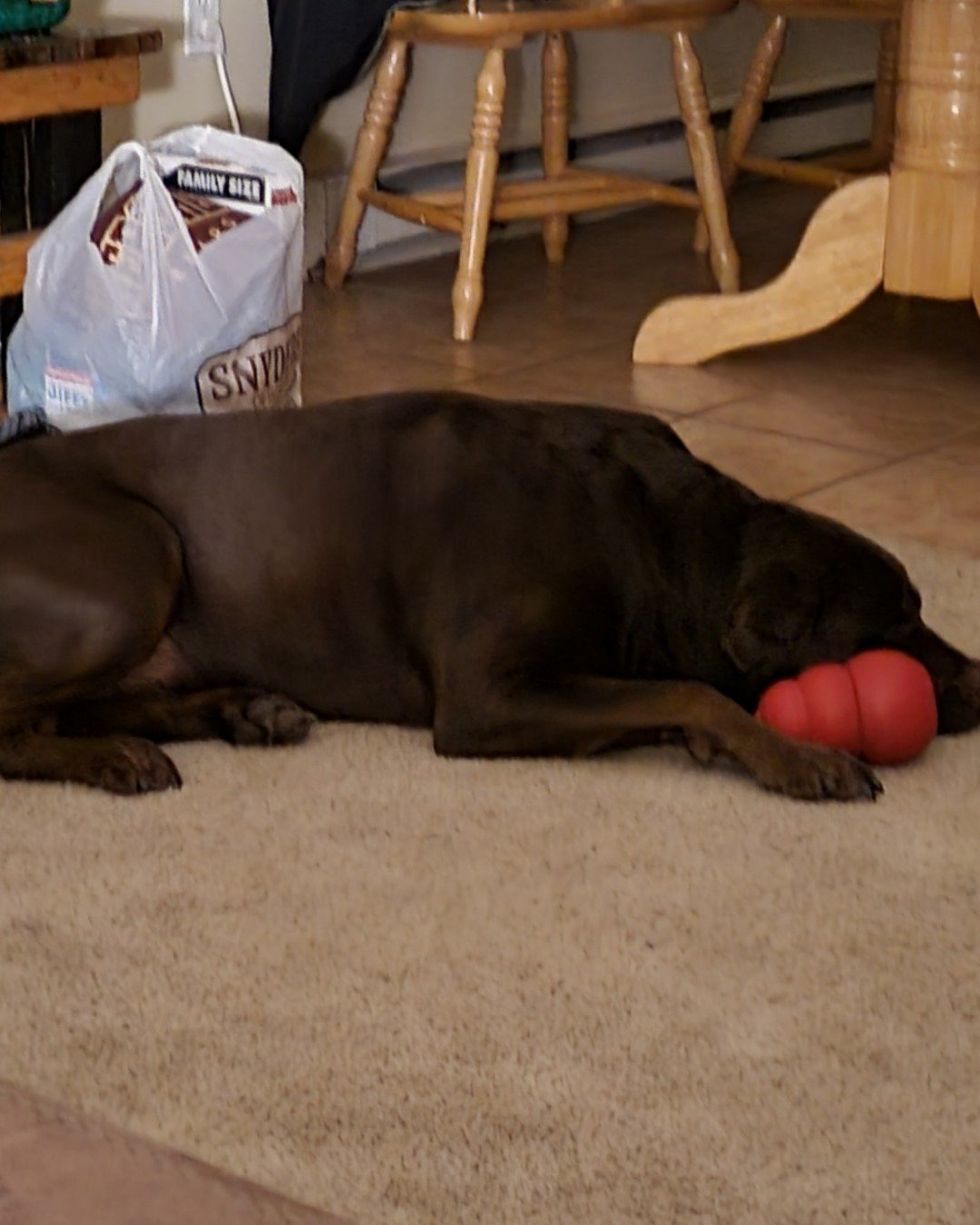 Roscoe the chocolate lab. Dog, Labrador Retriever
