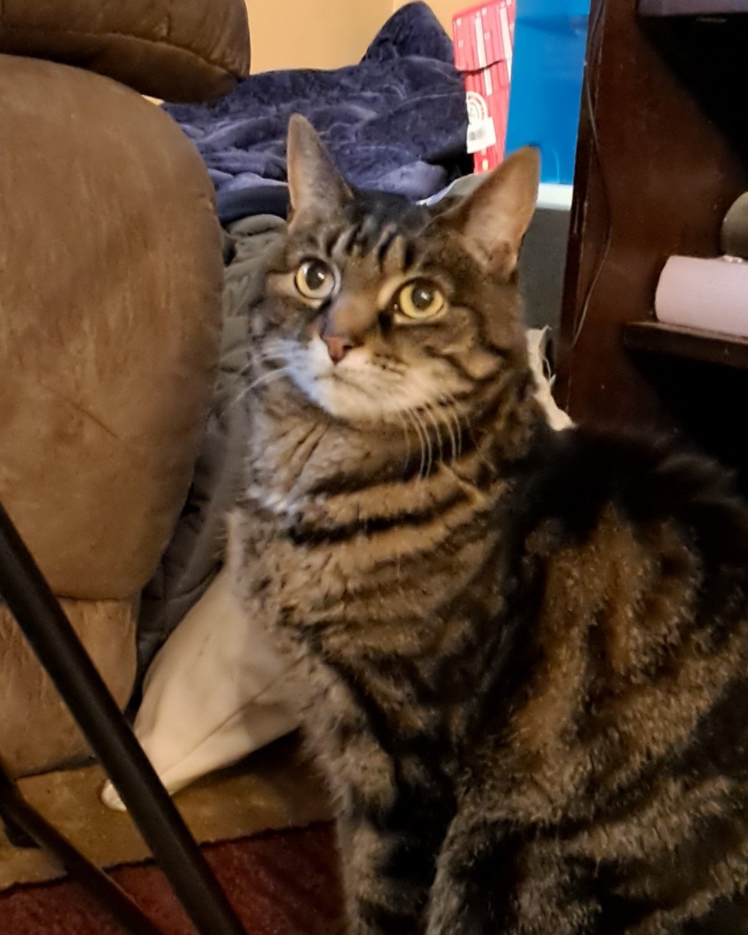 Nessa💗✨. Couch, Furniture, Cat, Chair