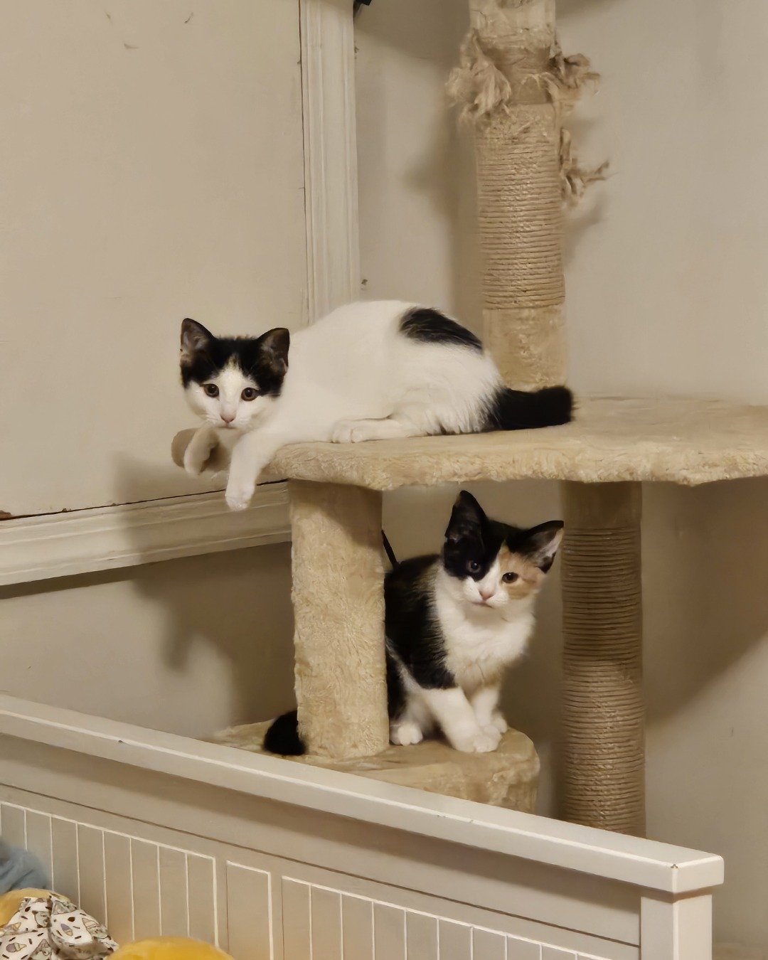 Miles & Blaze the calico. Shelf, Cat, Kitten, Furniture, Wood