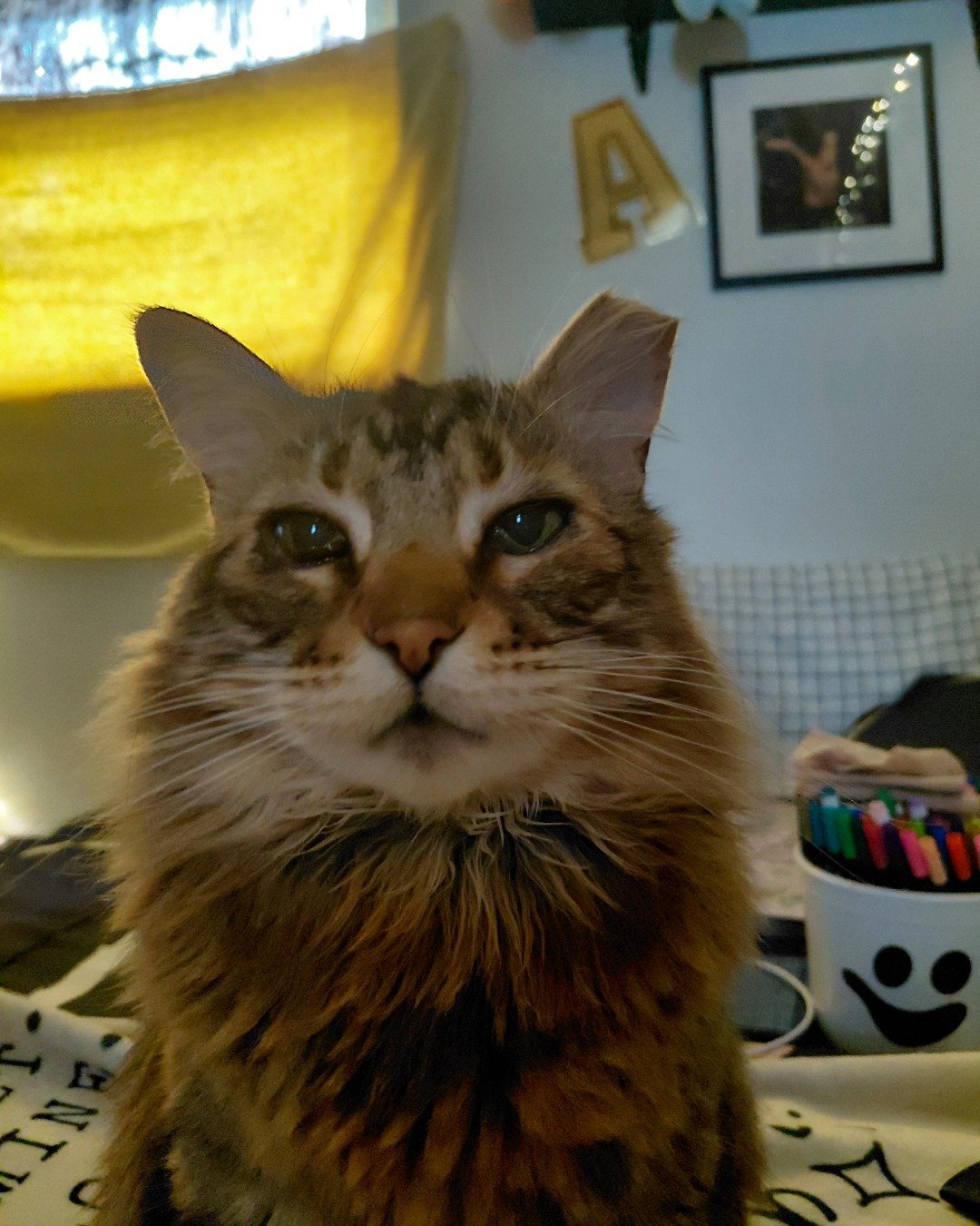 Hot Tamale/Mollie the Norwegian Forest Cat. Person, Architecture, Building, Furniture, Indoors, Living Room
