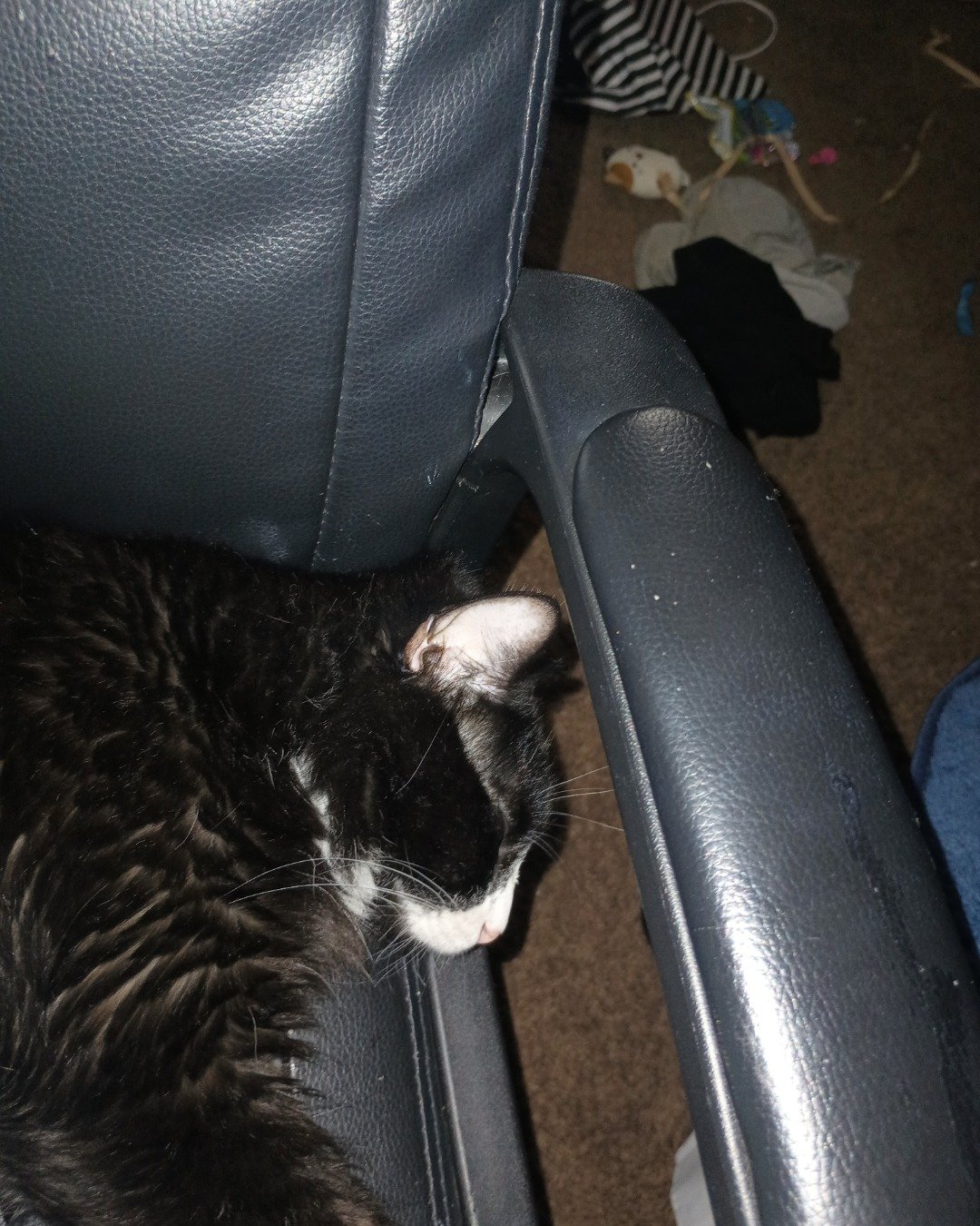 Oreo the Maine Coon. Furniture, Cushion, Home Decor, Chair, Couch, Cat