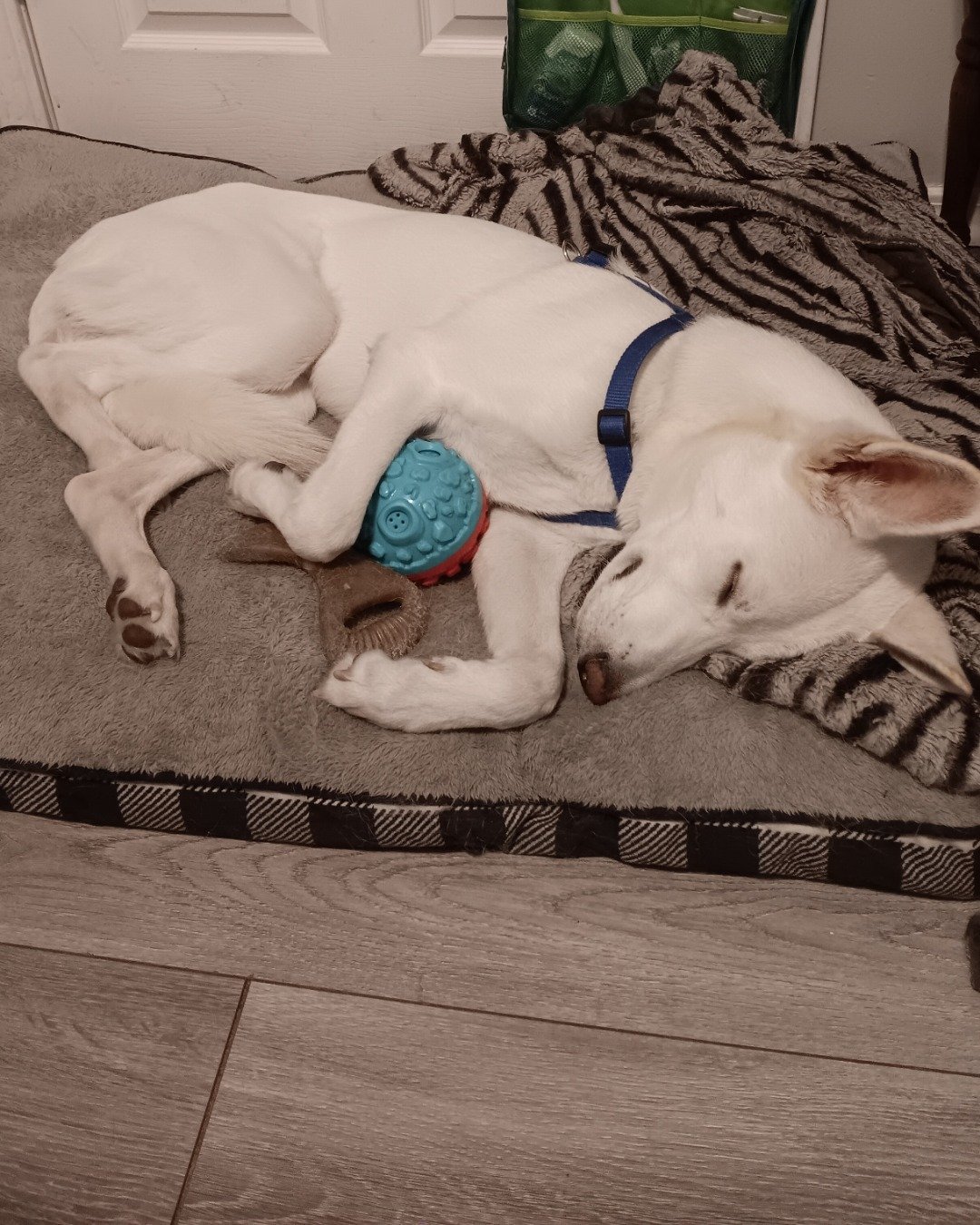 Elton John the German Shepard and Siberian Husky mix. Floor, Couch, Furniture, Dog, Puppy, Flooring
