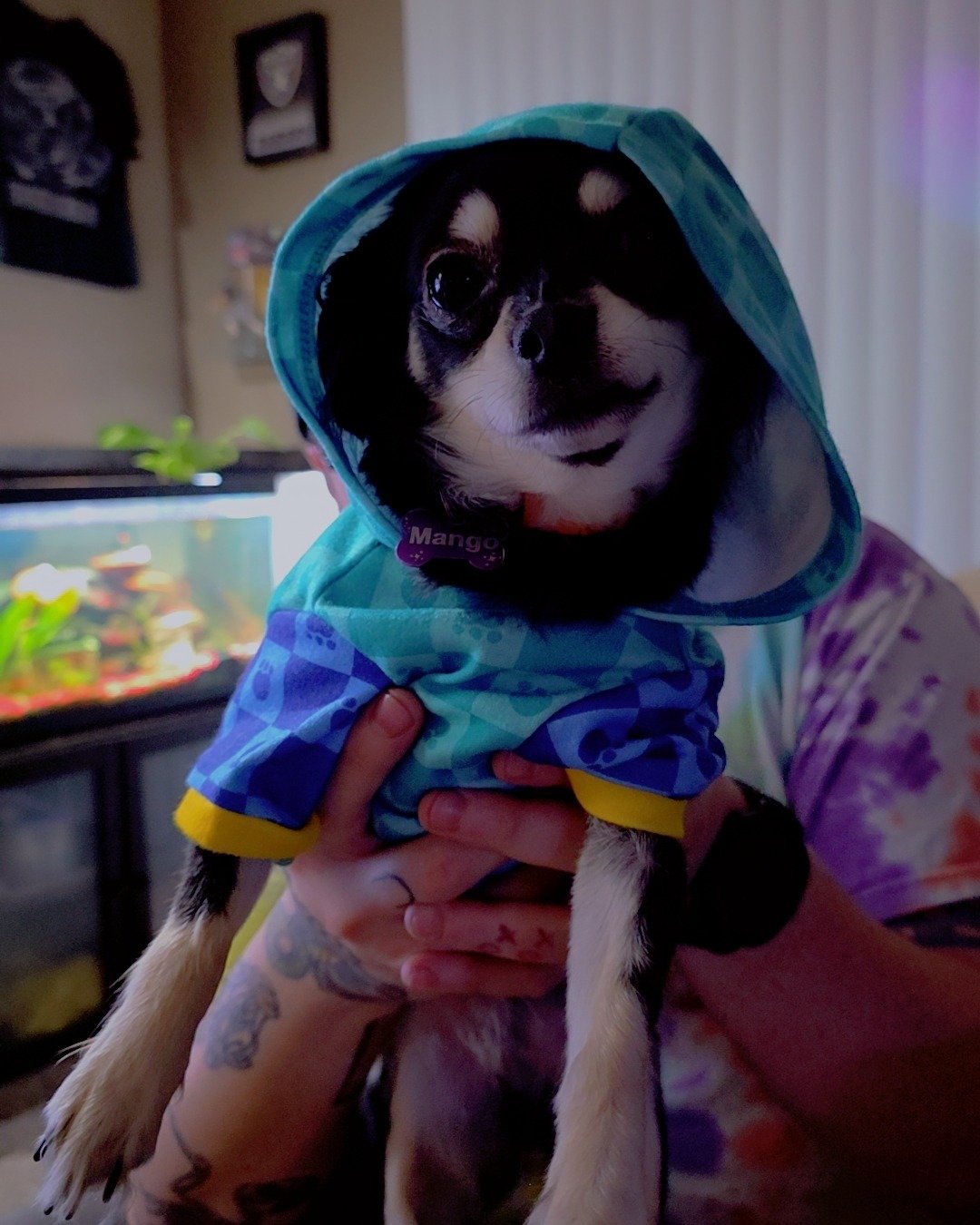 Mango 🥭 the Chihuahua. Person, Electronics, Screen, Computer Hardware, Hardware, Monitor