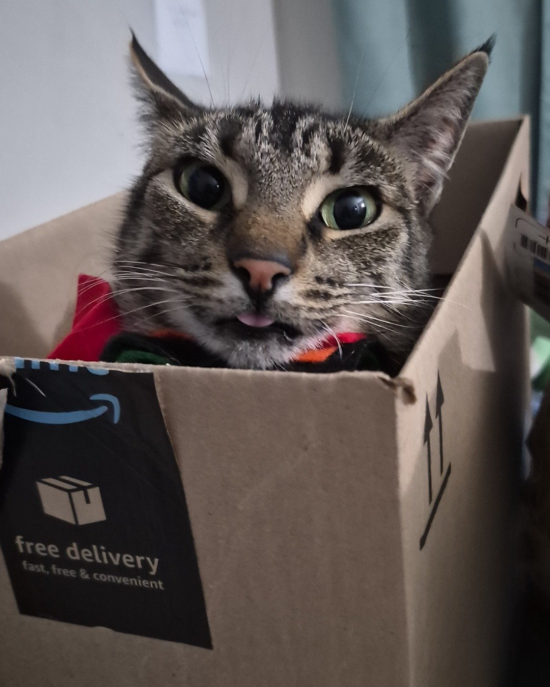 sissy the tabby cat. Box, Cat, Cardboard, Carton