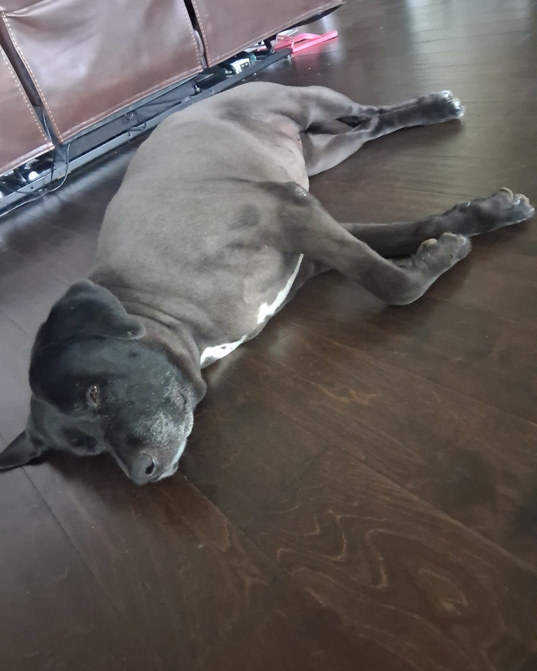 name luce❤️❤️❤️ she's enjoying her litter nap the mixed of a lab and a golden retriever. Floor, Dog, Puppy, Wood, Flooring, Hardwood