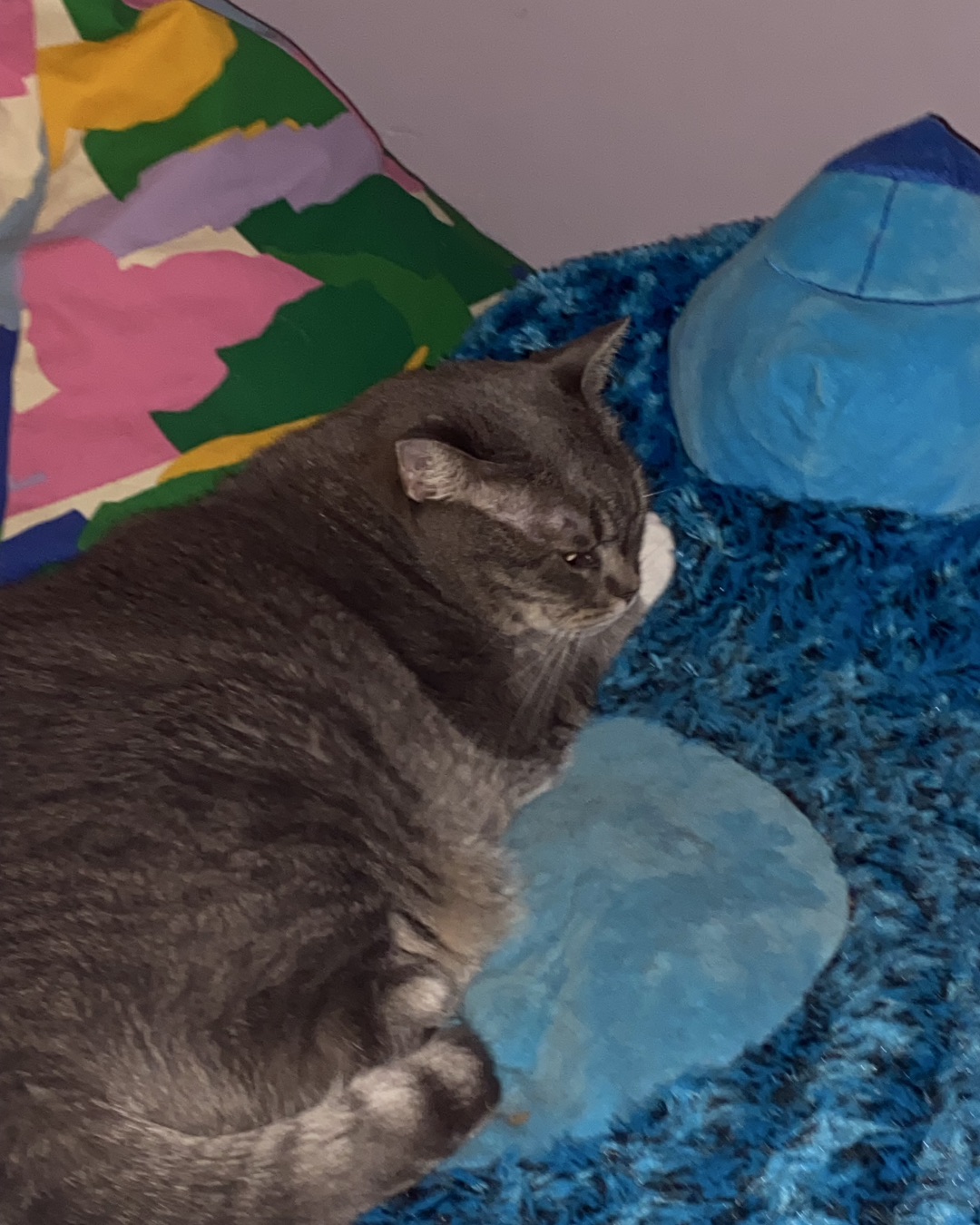 Lilith the Idk. Cat, Manx, Couch, Furniture