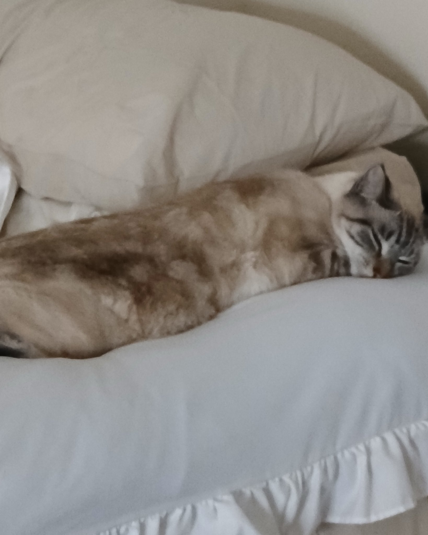 Marie the Siamese lynx. Cushion, Home Decor, Person, Sleeping, Cat, Blanket