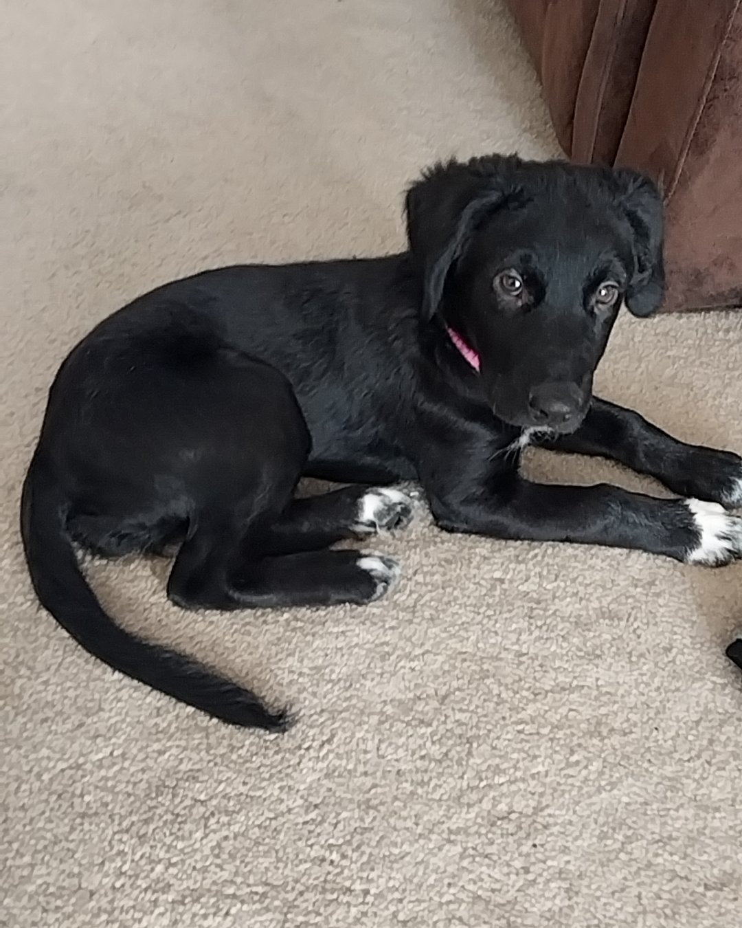 cupid the mixed. Dog, Puppy, Labrador Retriever