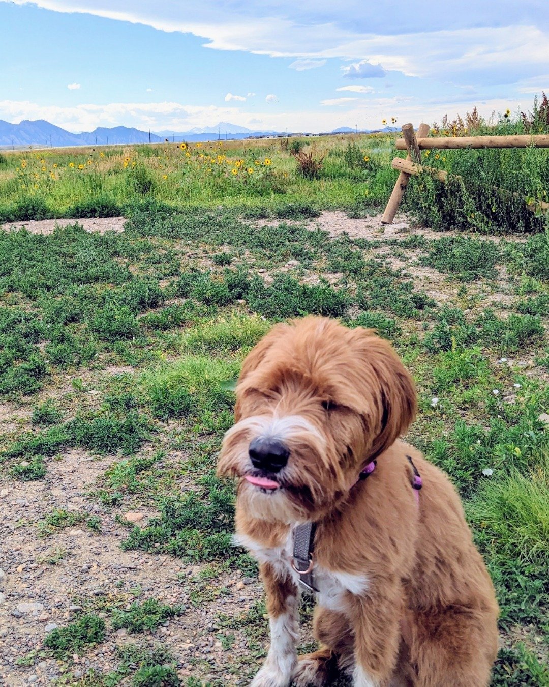 Pretty Penny the Mix. Grass, Plant, Nature, Outdoors, Wilderness, Vegetation