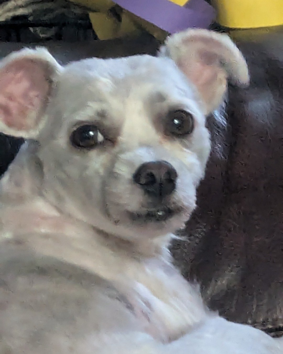 yogi!. Dog, Puppy, Chihuahua