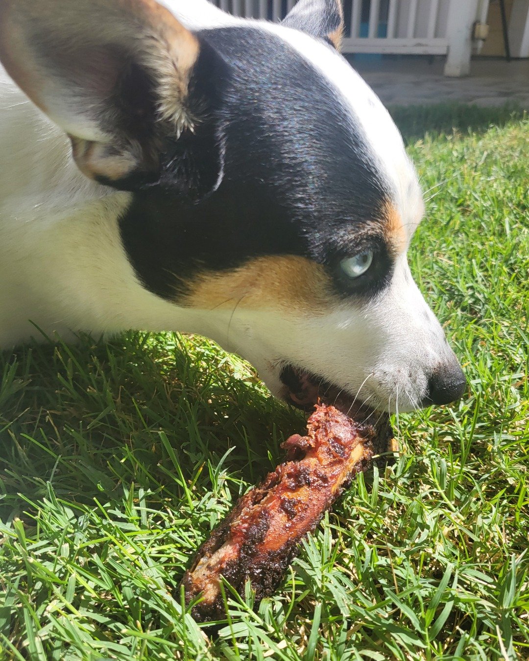 Billy the 1/4 Chihuahua 3/4 Queensland healer. Grass, Plant, Dog, Puppy, Food, Meat