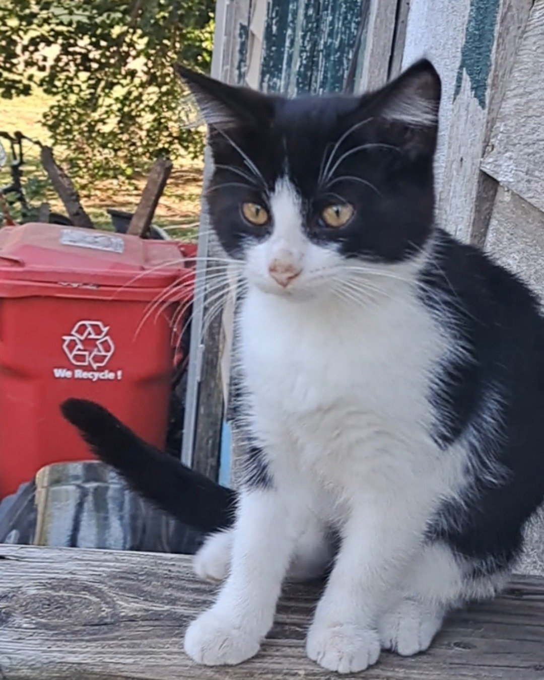 Bramble. Cat