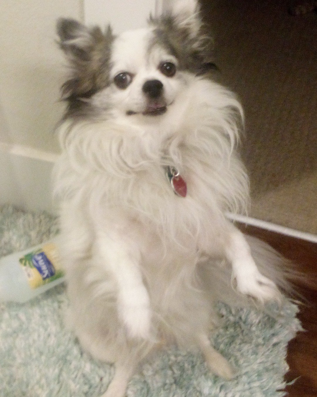 Patches the Long Hair Chihuahua. Dog, Eskimo Dog