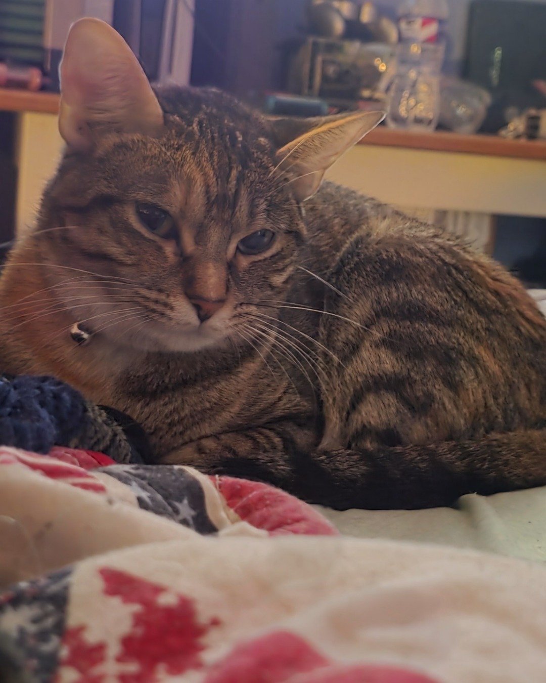 Nugget the tabby. Abyssinian, Cat, Furniture