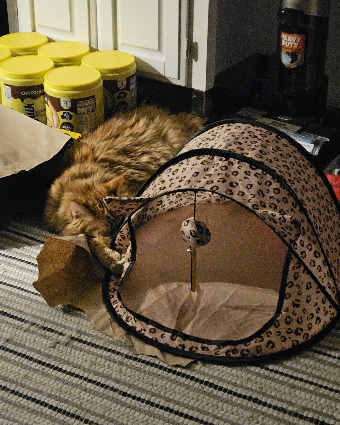 Smudge ( Orange ) And Marshmallow ( White ). Cat, Furniture, Tent