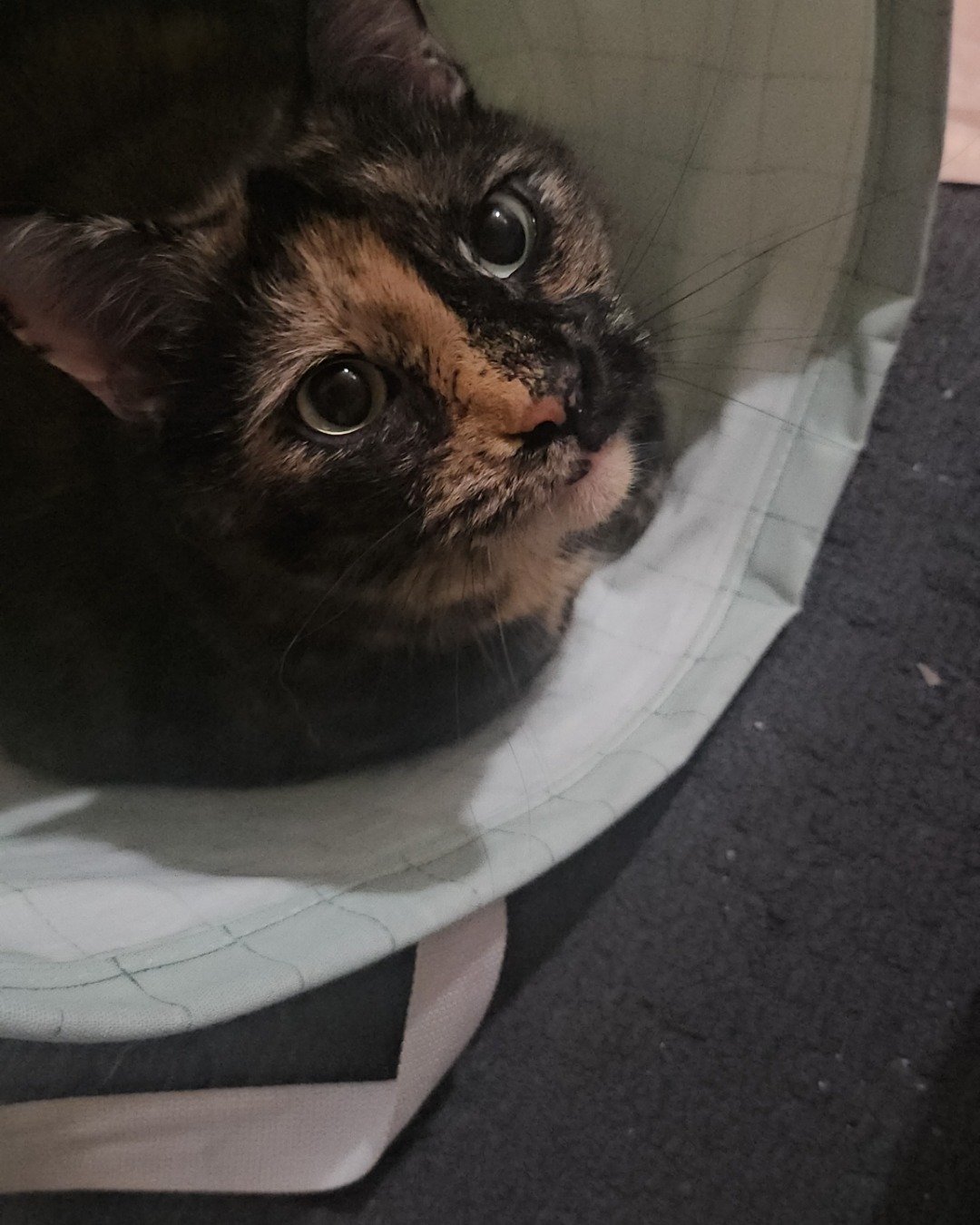 Snickers the idk. Cat, Kitten, Person