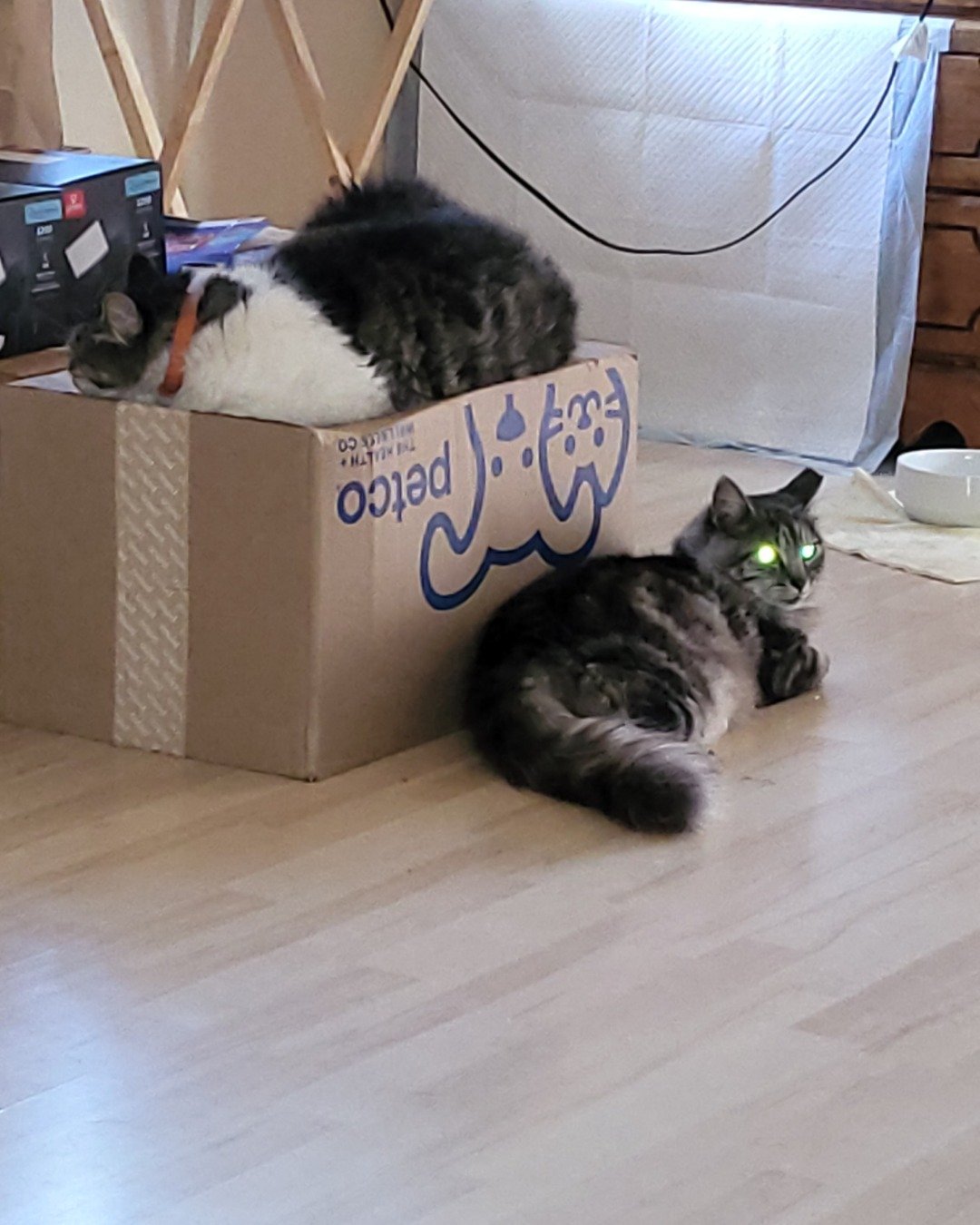 Yeti Freddie. Box, Wood, Floor, Hardwood, Cat, Kitten