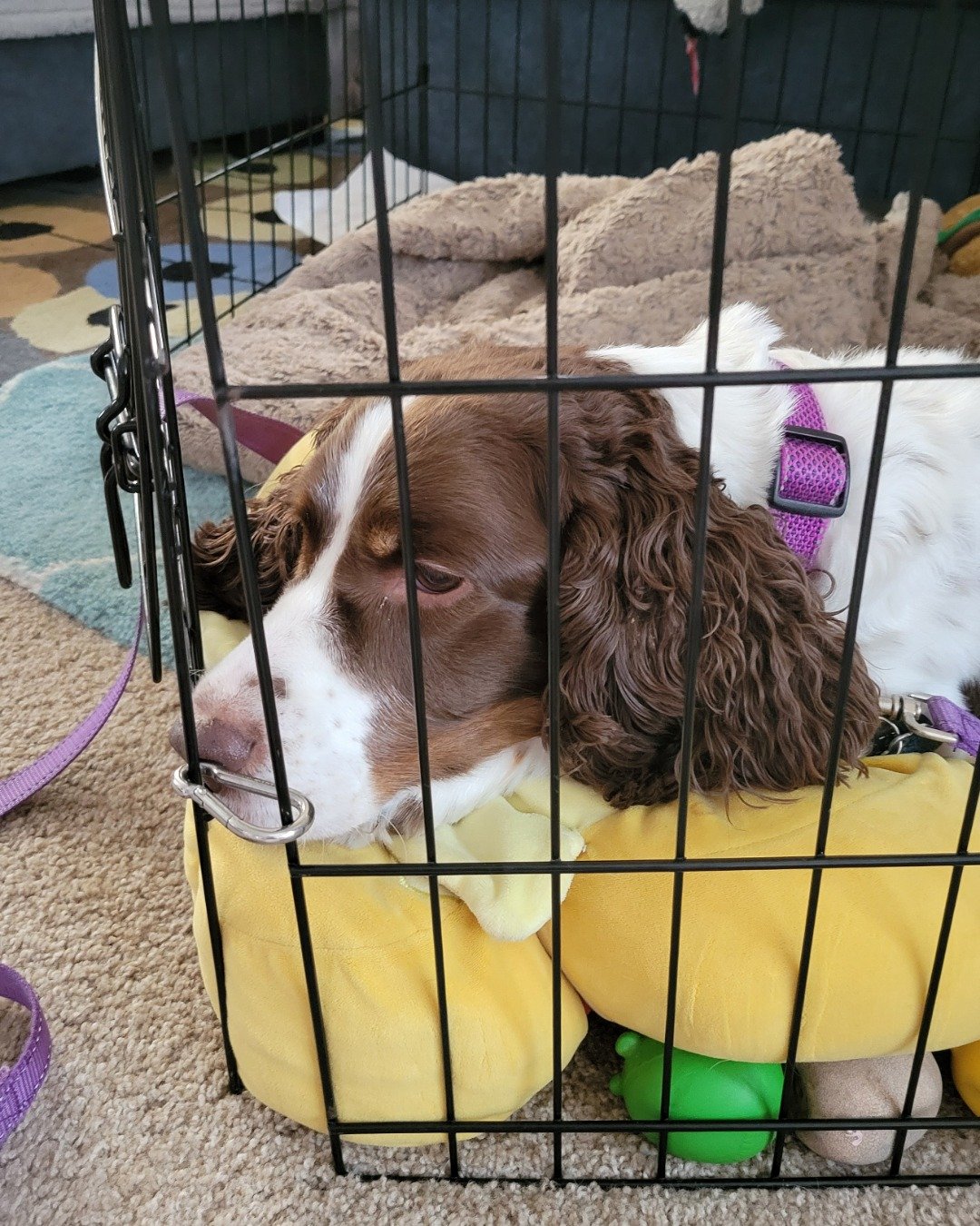 Sparky the English Springer Spaniel. Dog, Puppy, Den, Indoors, Dog House