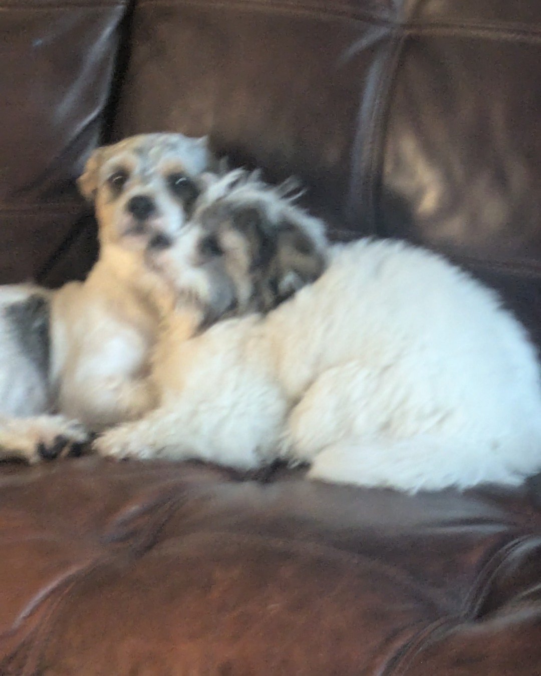 yogi!. Dog, Puppy, Couch, Furniture, Cushion, Home Decor