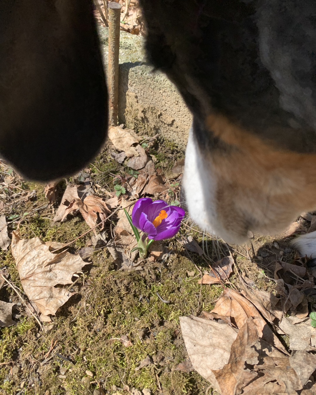 Pippi the Beagle Mix. Flower, Petal, Plant, Purple, Soil, Anemone