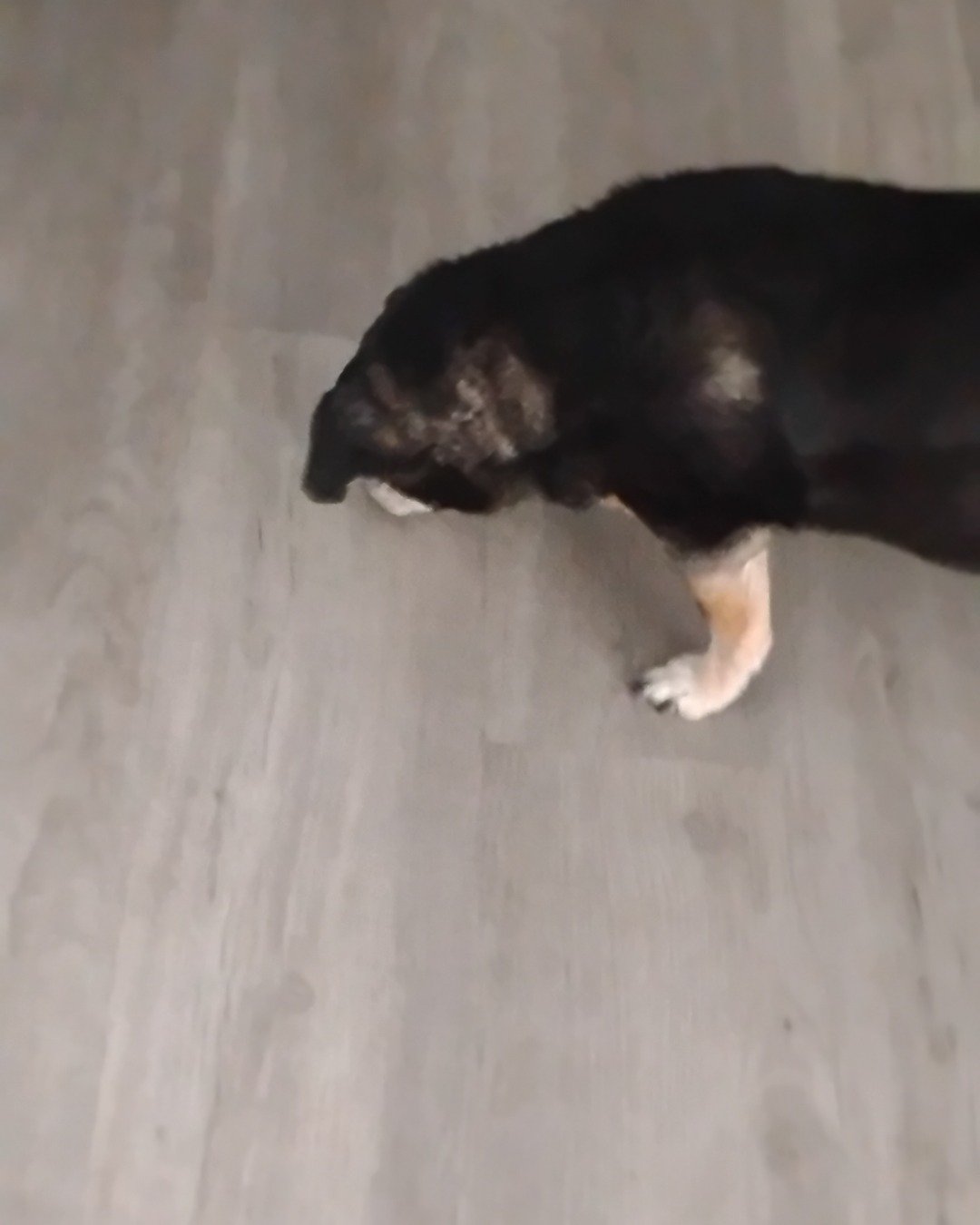 paco the wiener dog. Wood, Dog, Puppy, Indoors, Interior Design, Floor