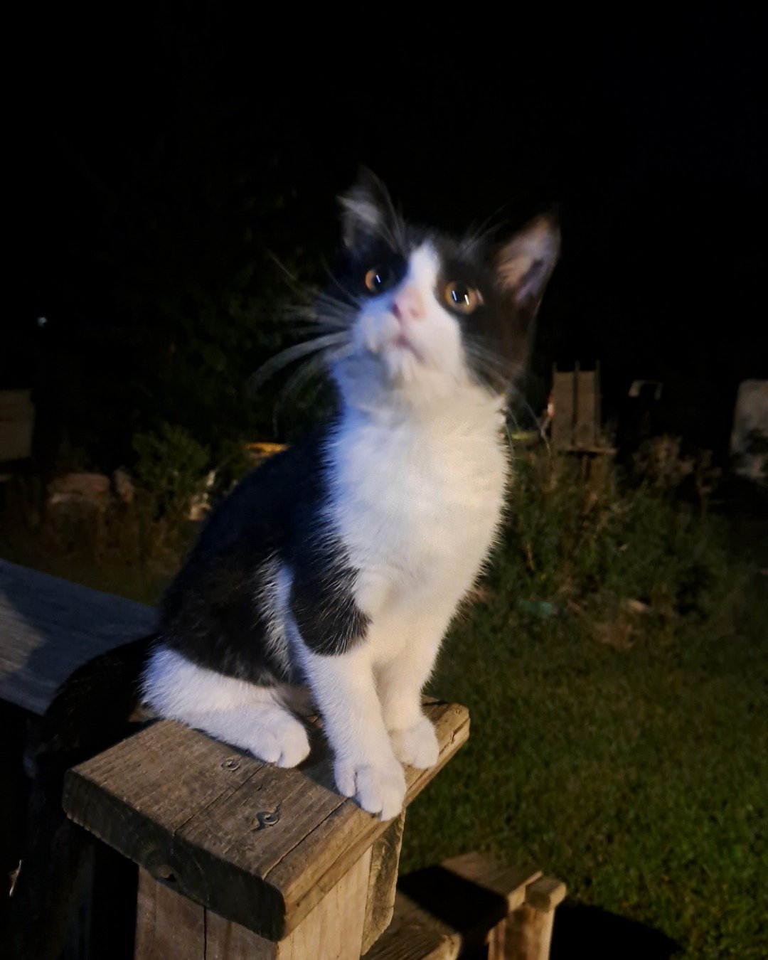 Bramble. Grass, Plant, Cat, Wood, Kitten, Furniture