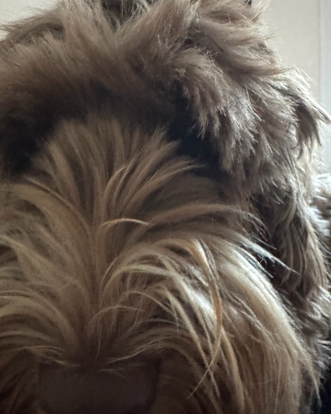 Poppy. Dog, Puppy, Person, Terrier