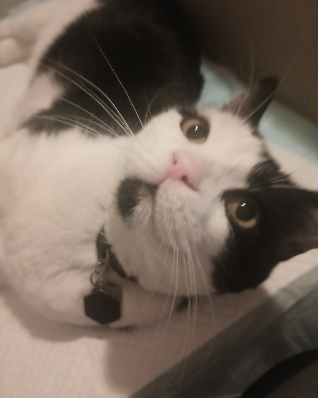 Zeke. Cat, Kitten, Hockey, Ice Hockey, Ice Hockey Puck, Rink