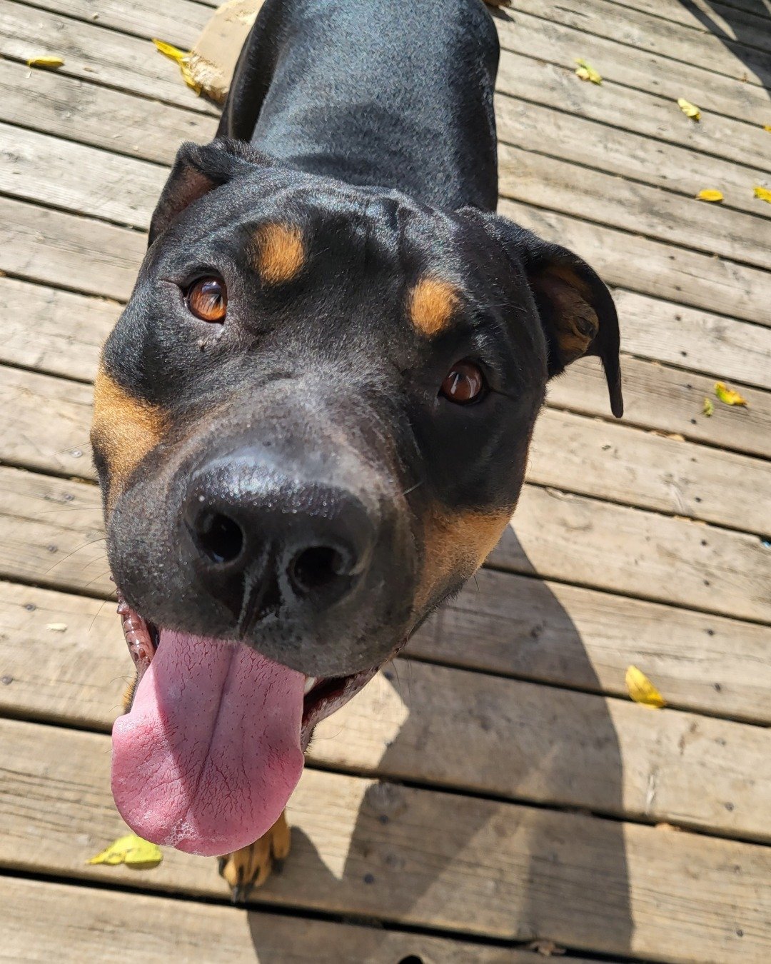 Toby. Dog, Water, Waterfront, Hound, Body Part, Mouth