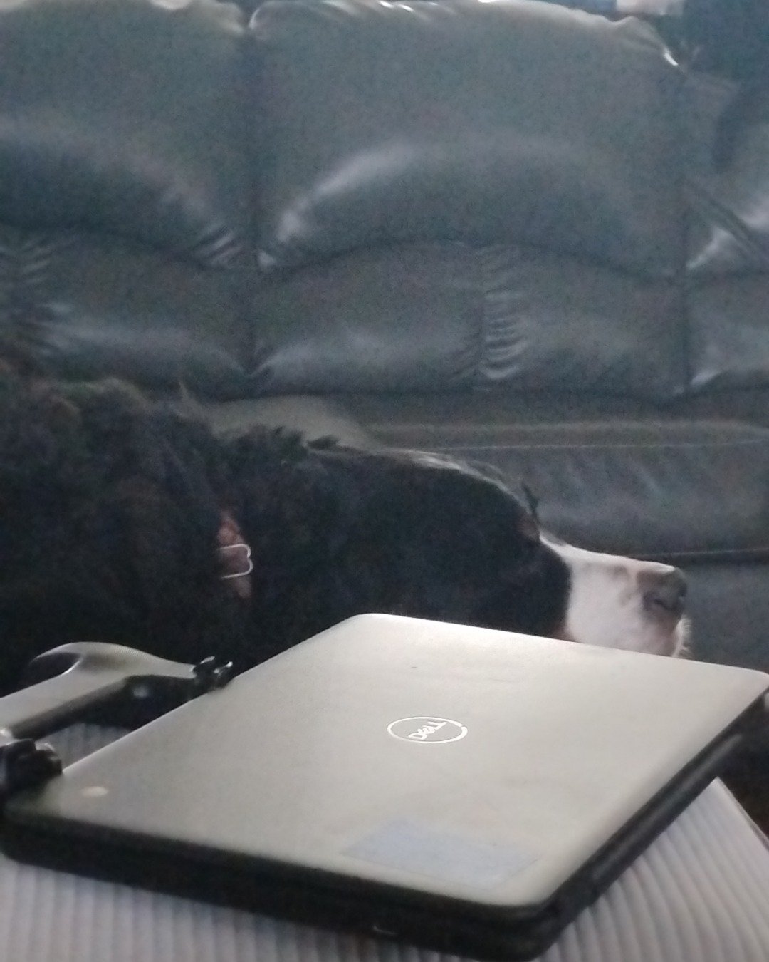 Diva the Bernese mountain Dog. Couch, Furniture, Computer, Electronics, Laptop, Pc