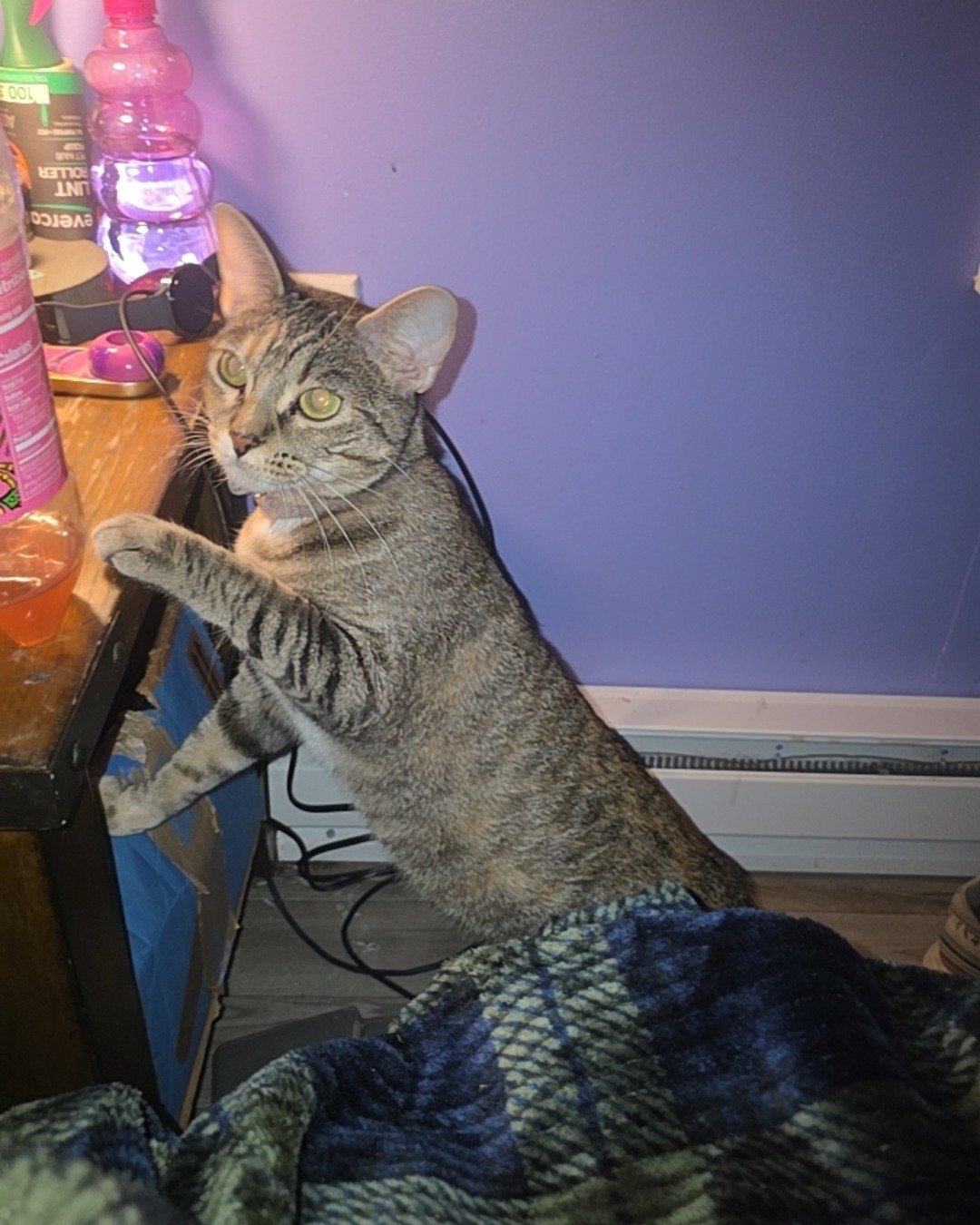 Nugget the tabby. Person, Cat, Plant, Potted Plant, Furniture