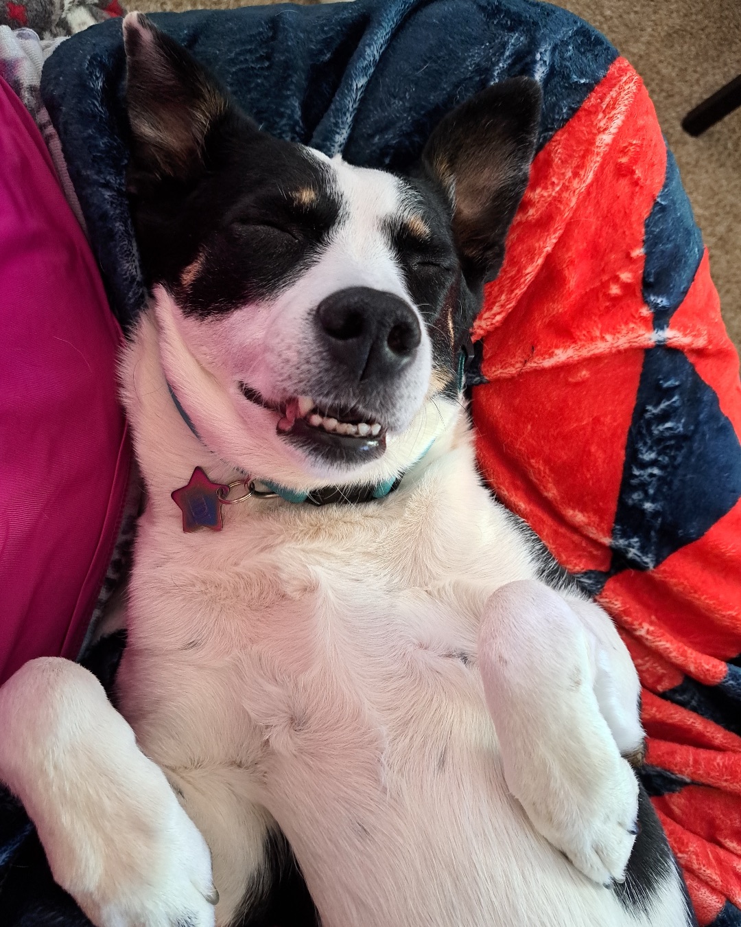 Midi the Aussie/ Blue Heeler — Dog, Puppy, Blanket, Hound