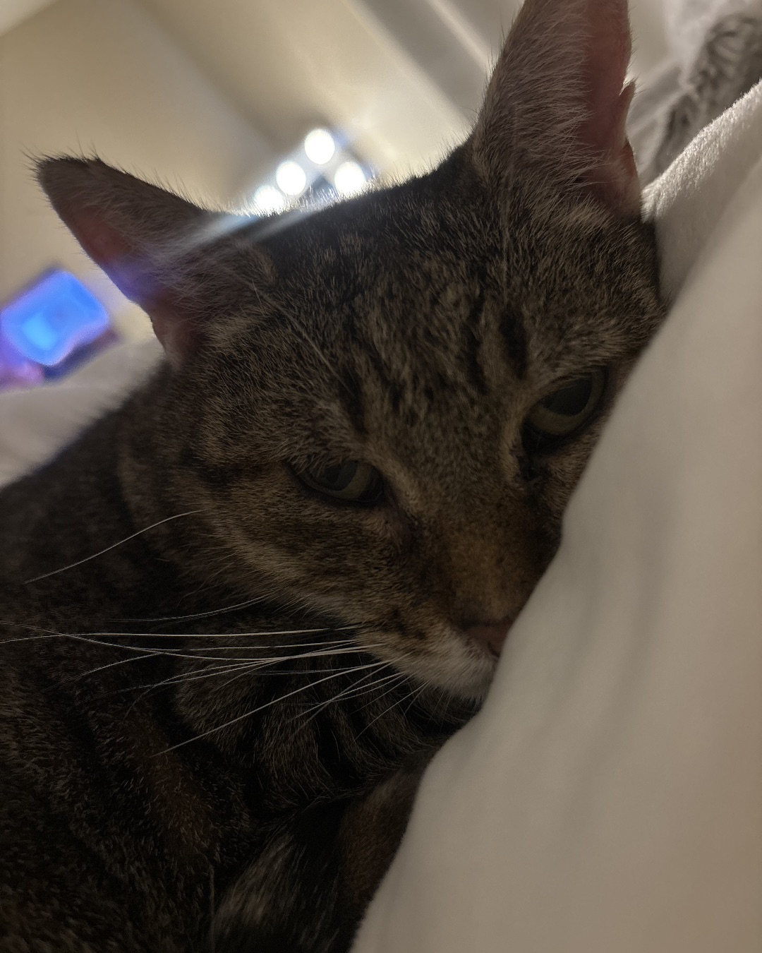 Luna — Abyssinian, Cat, Couch, Furniture
