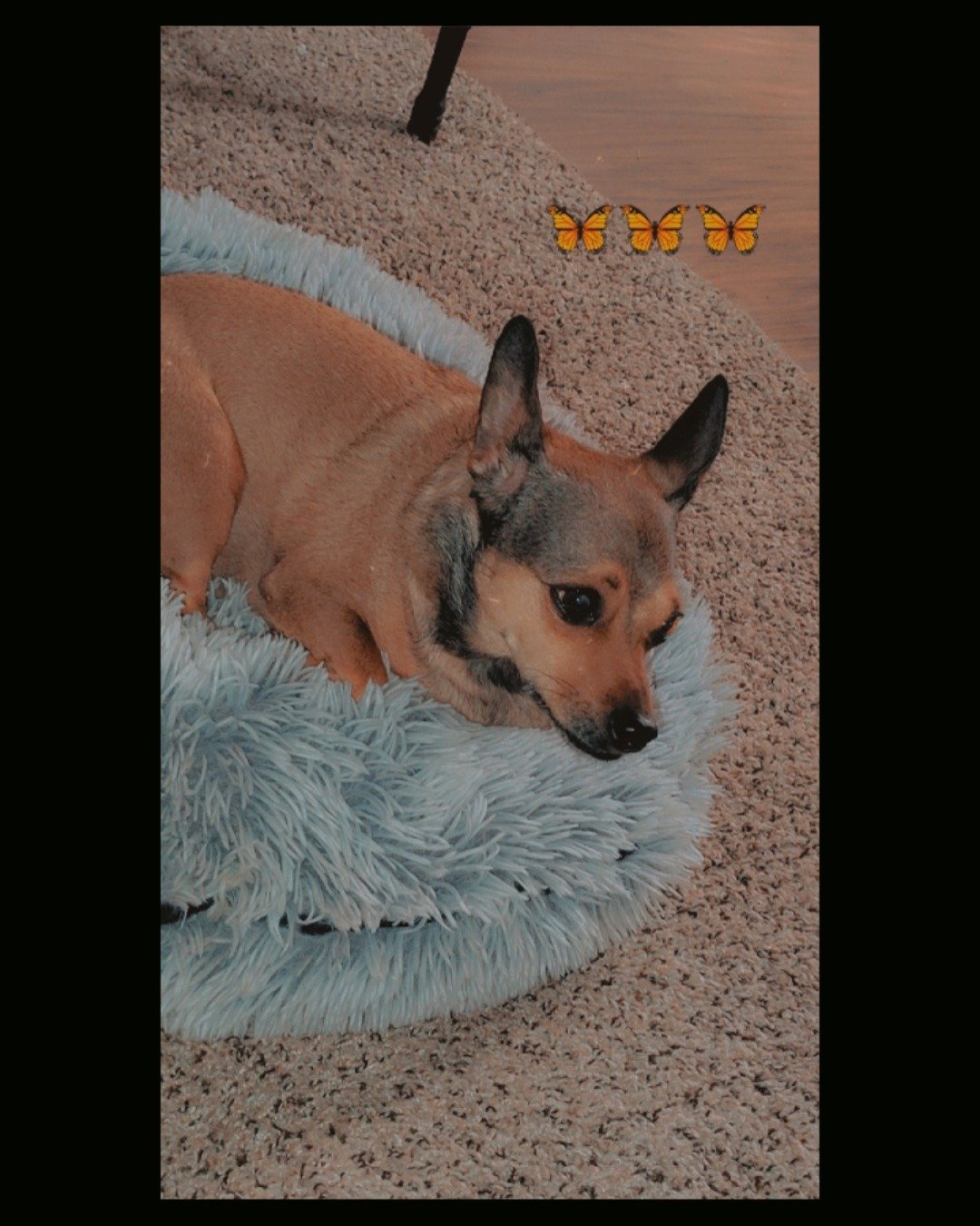 joy the female Chihuahua. Dog, Home Decor, Chihuahua