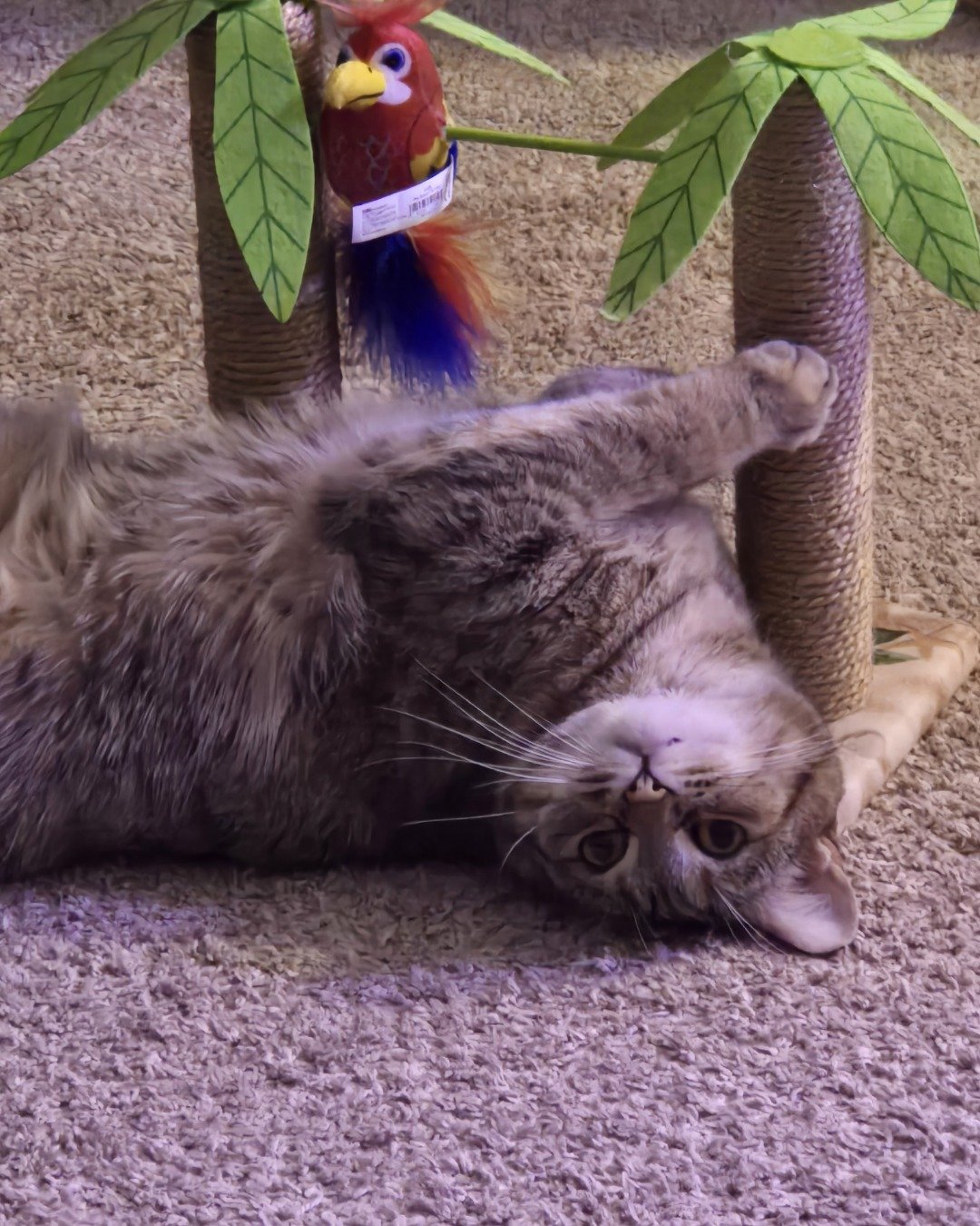 Lucy the tabby — Plant, Potted Plant, Cat, Kitten