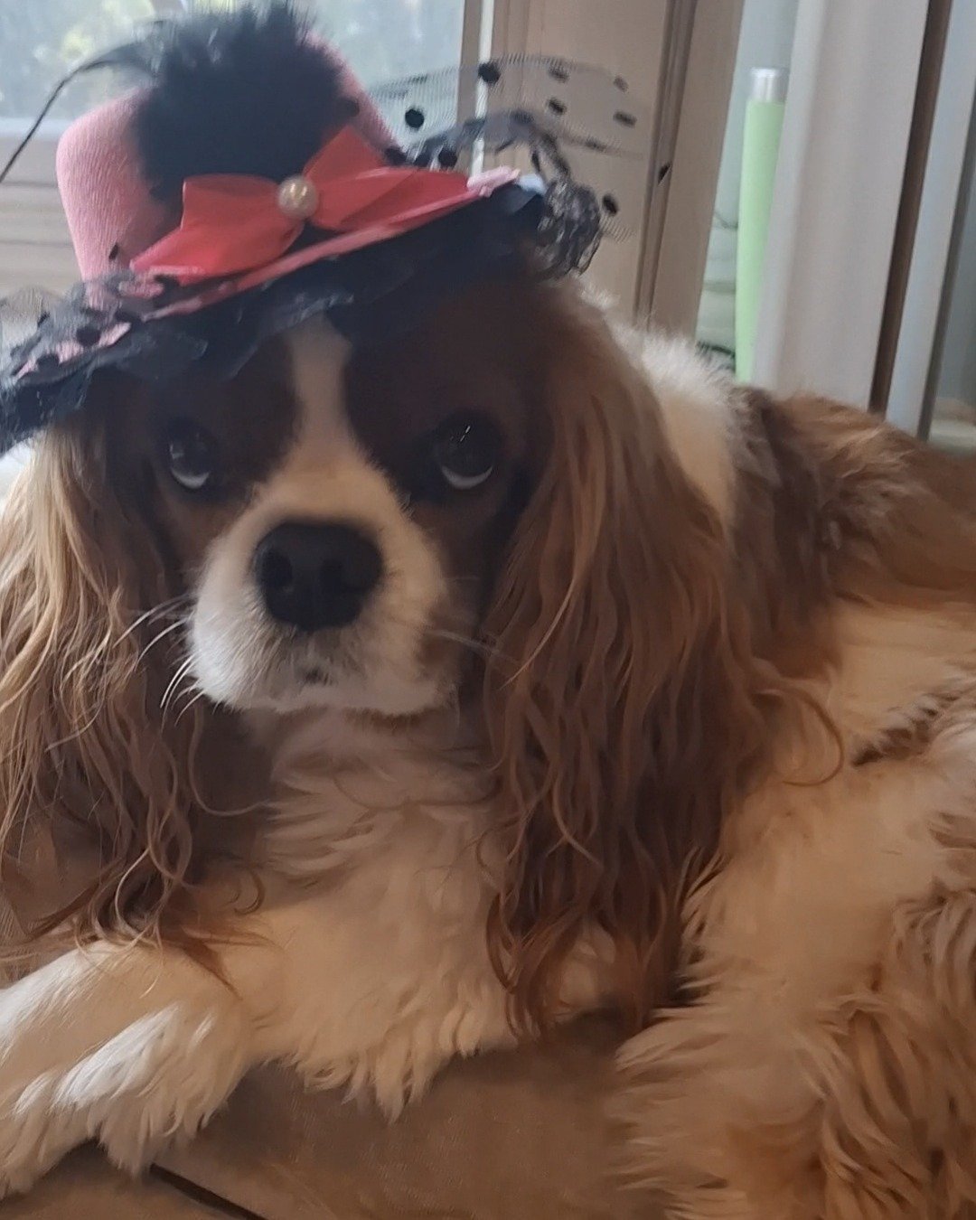 Arya the Cavalier King Charles Spaniel. Clothing, Hat, Dog, Puppy, Cocker Spaniel