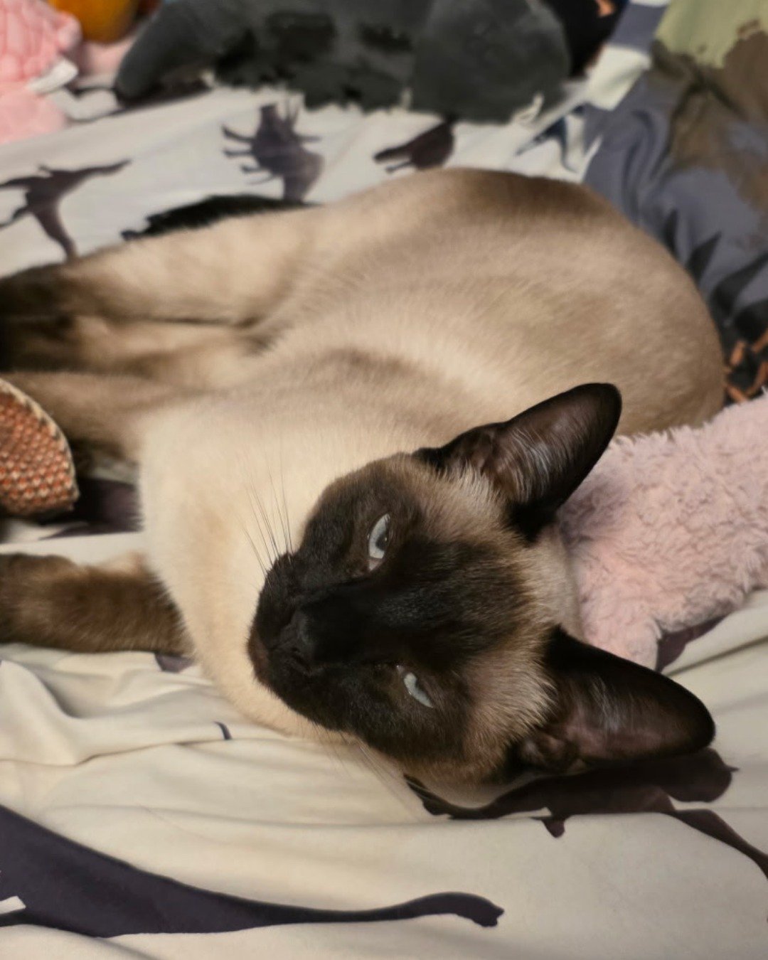Luna🌙💫 (twin of Stella) the Siamese. Cat, Siamese