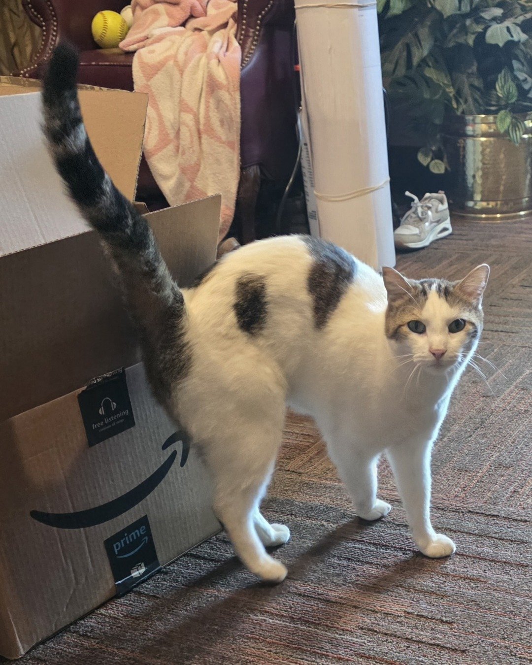 Rascal. Box, Ball, Baseball, Baseball (Ball), Sport, Cat