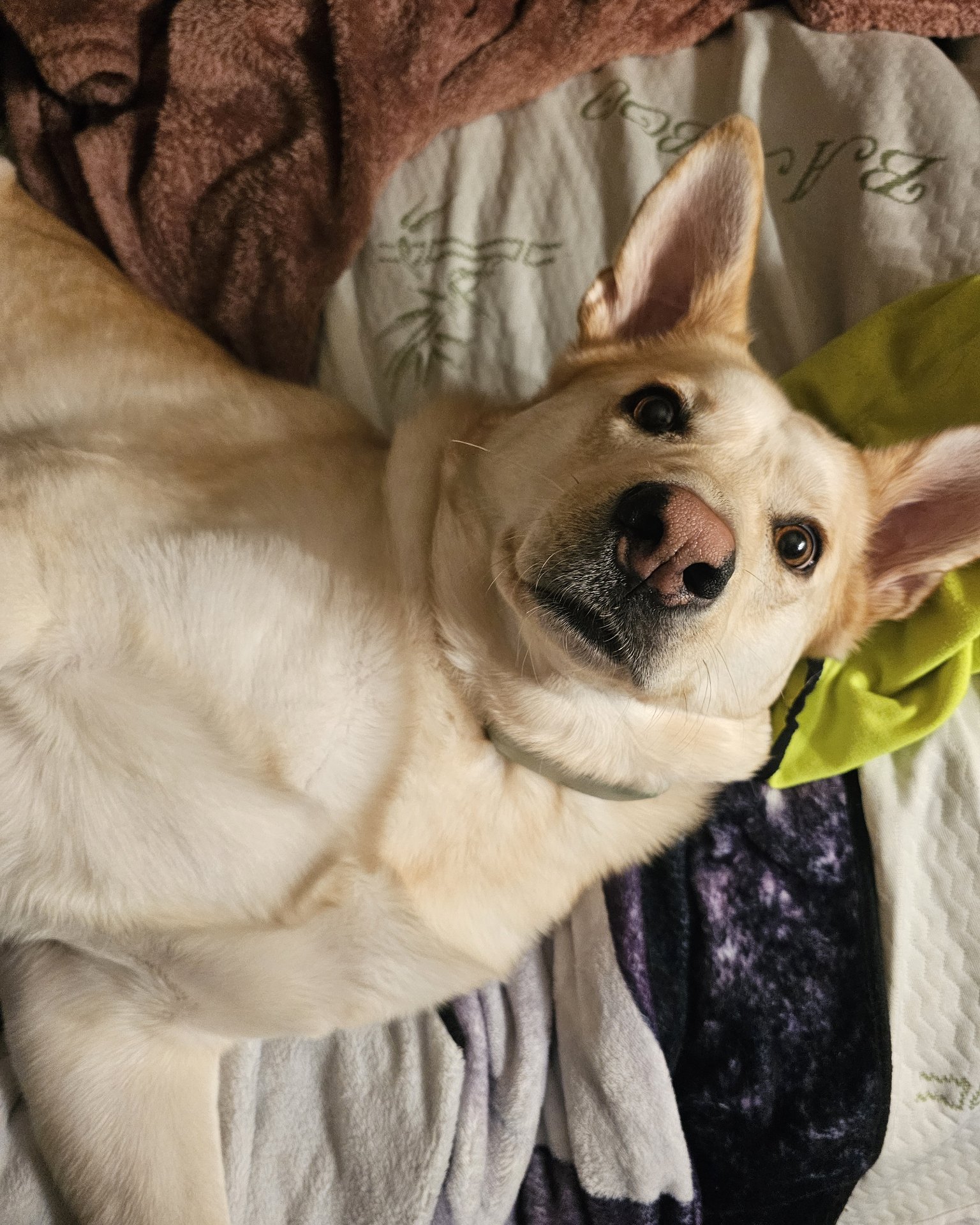 Bella the Labsky. Dog, Hound, Husky, Blanket