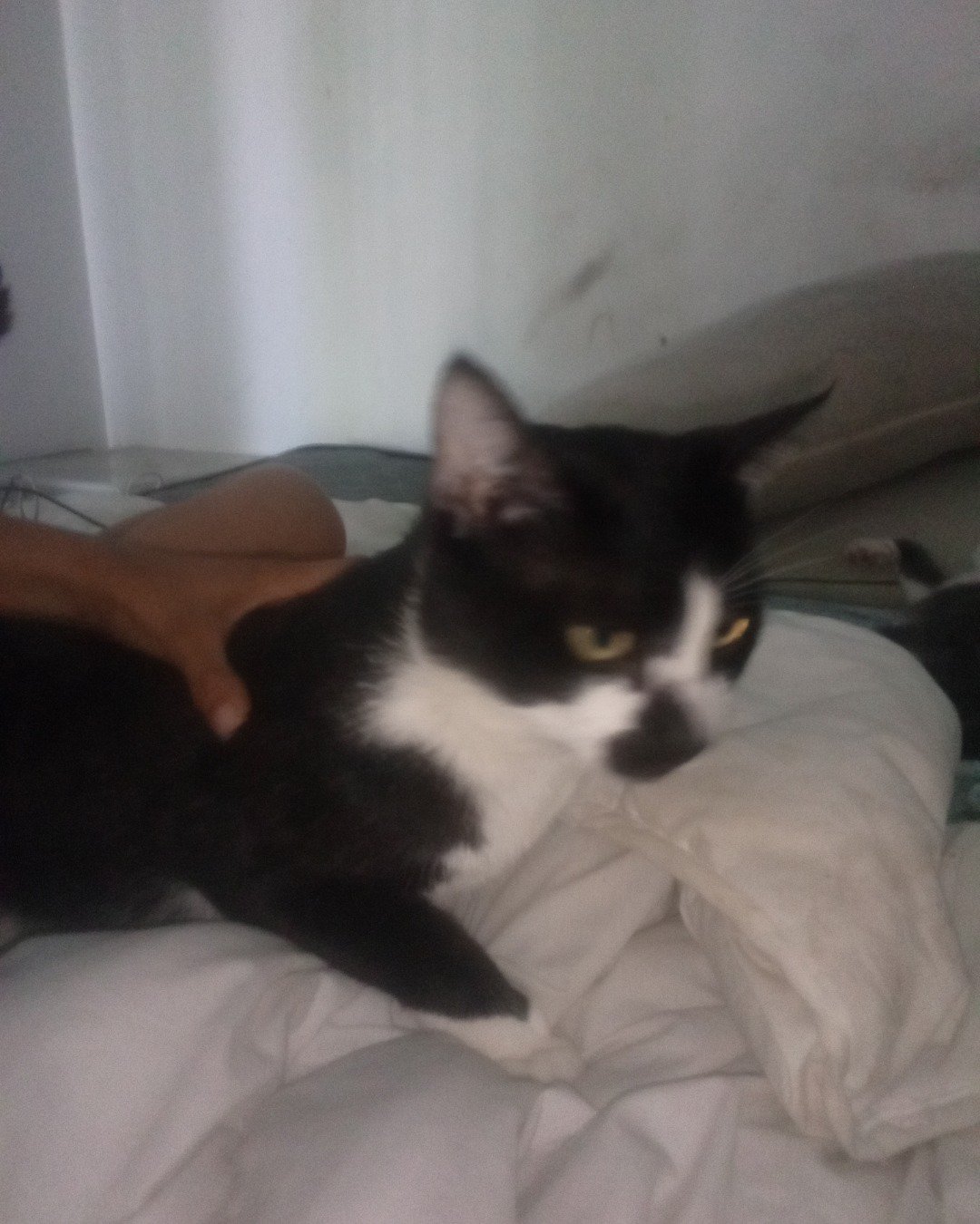 daisy the Microsoft. Cushion, Home Decor, Cat, Furniture, Bed, Bedroom