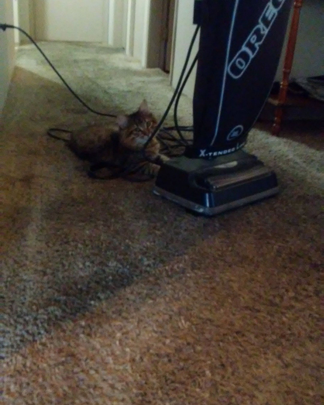 Booey; Baby Boy; Ka-Booey; Boo-Titters the MaineCoon Mix, Tabby. Floor, Flooring, Cat, Appliance, Device, Electrical Device